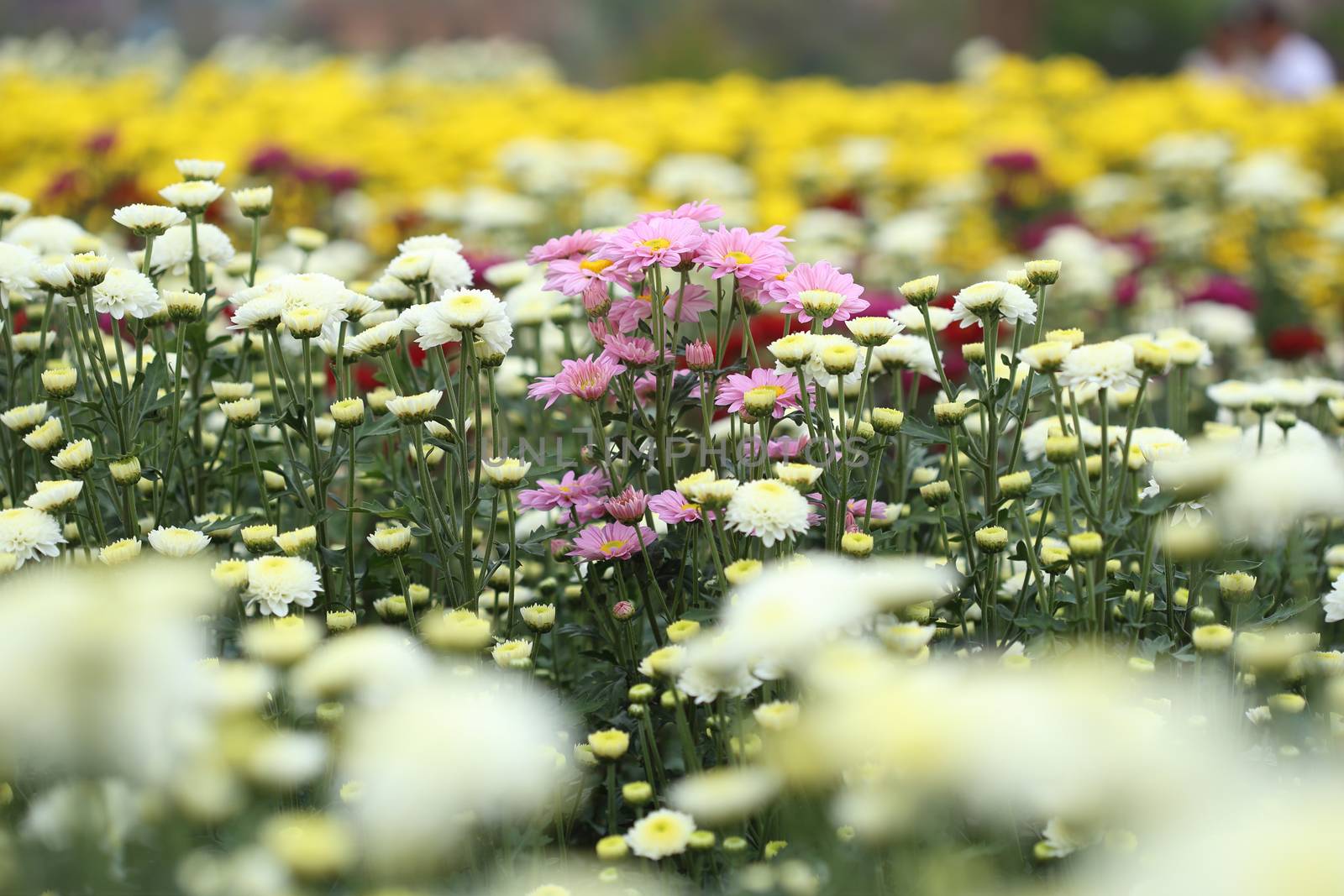 chrysanthemums flowers by geargodz