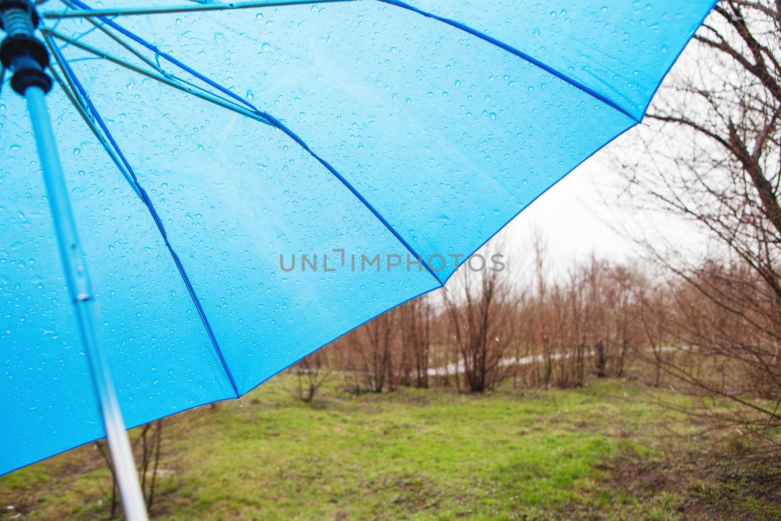 rainy umbrella in the park by vsurkov