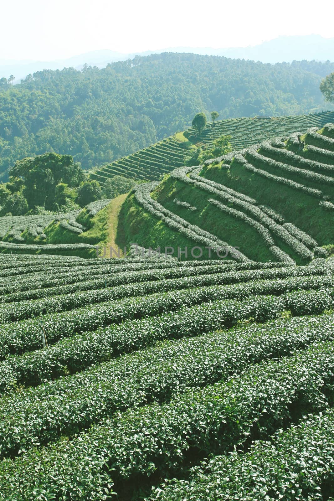 Tea plantations of northern Thailand