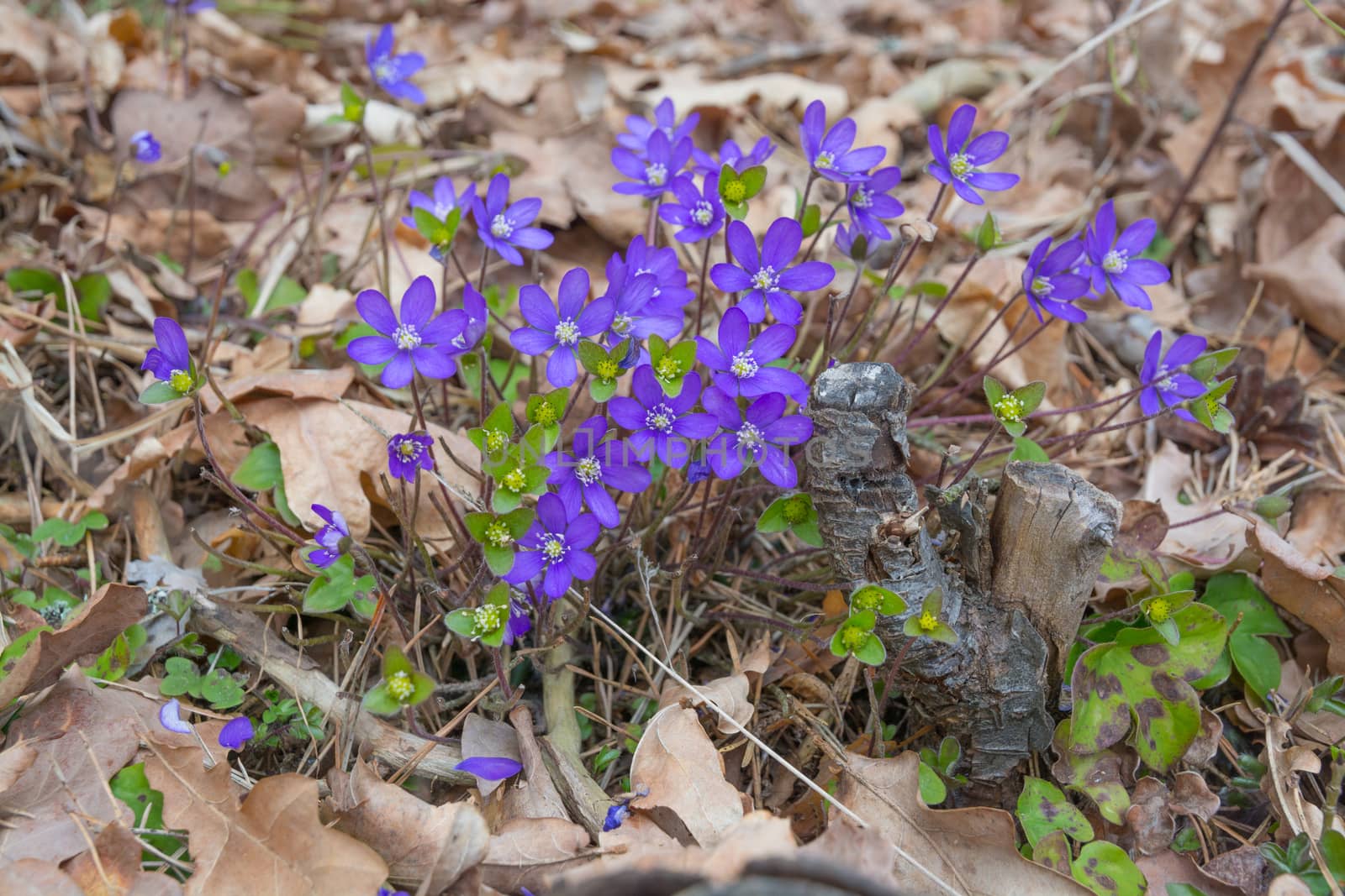 Blue Hepatica in oak and pine forest, April, Stockholm, Sweden.