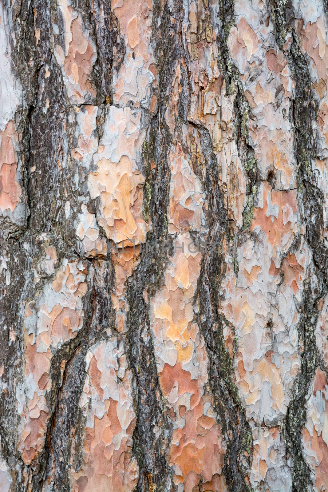 Bark texture background Scots pine vertical image.