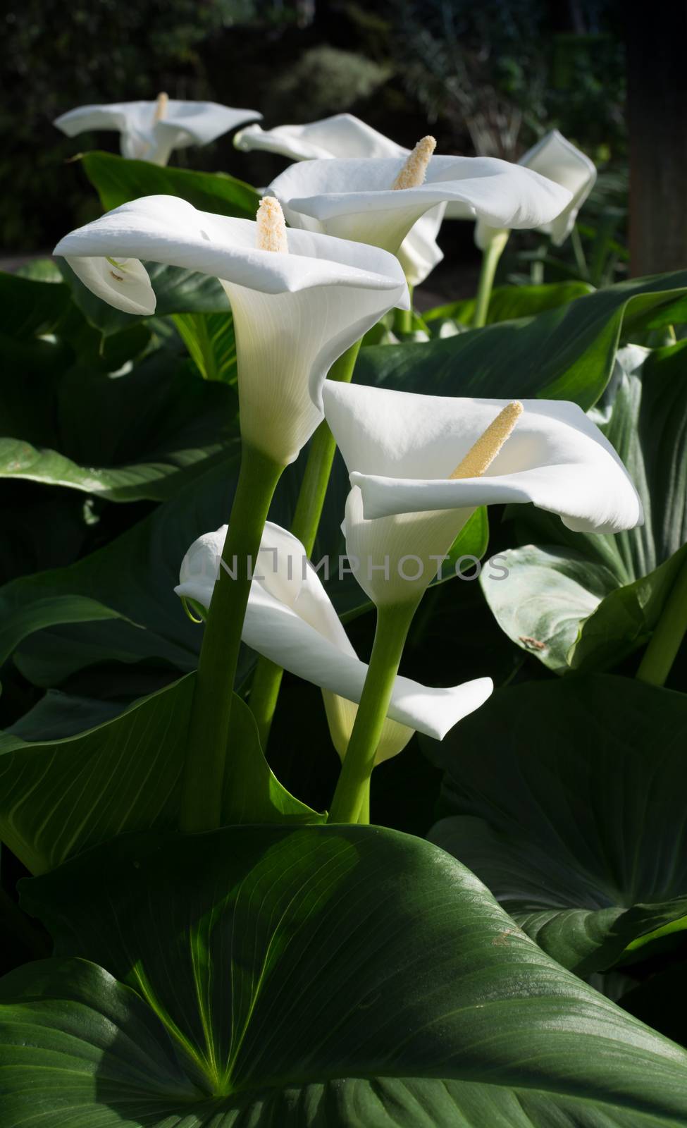 White calla lilies vertical image. Group of white callas with green leaves.