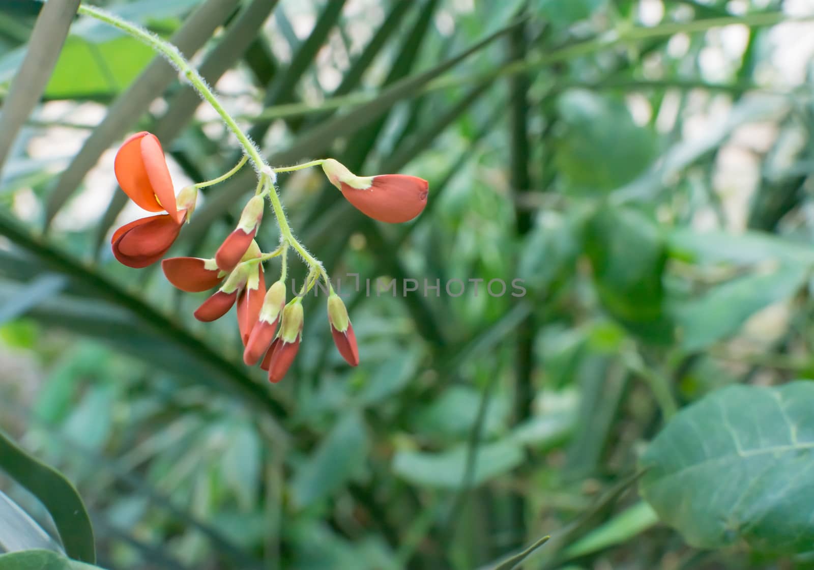 Flame pea foliage background. Flame pea Chorizema cordatum in yellow and orange among dry stems.