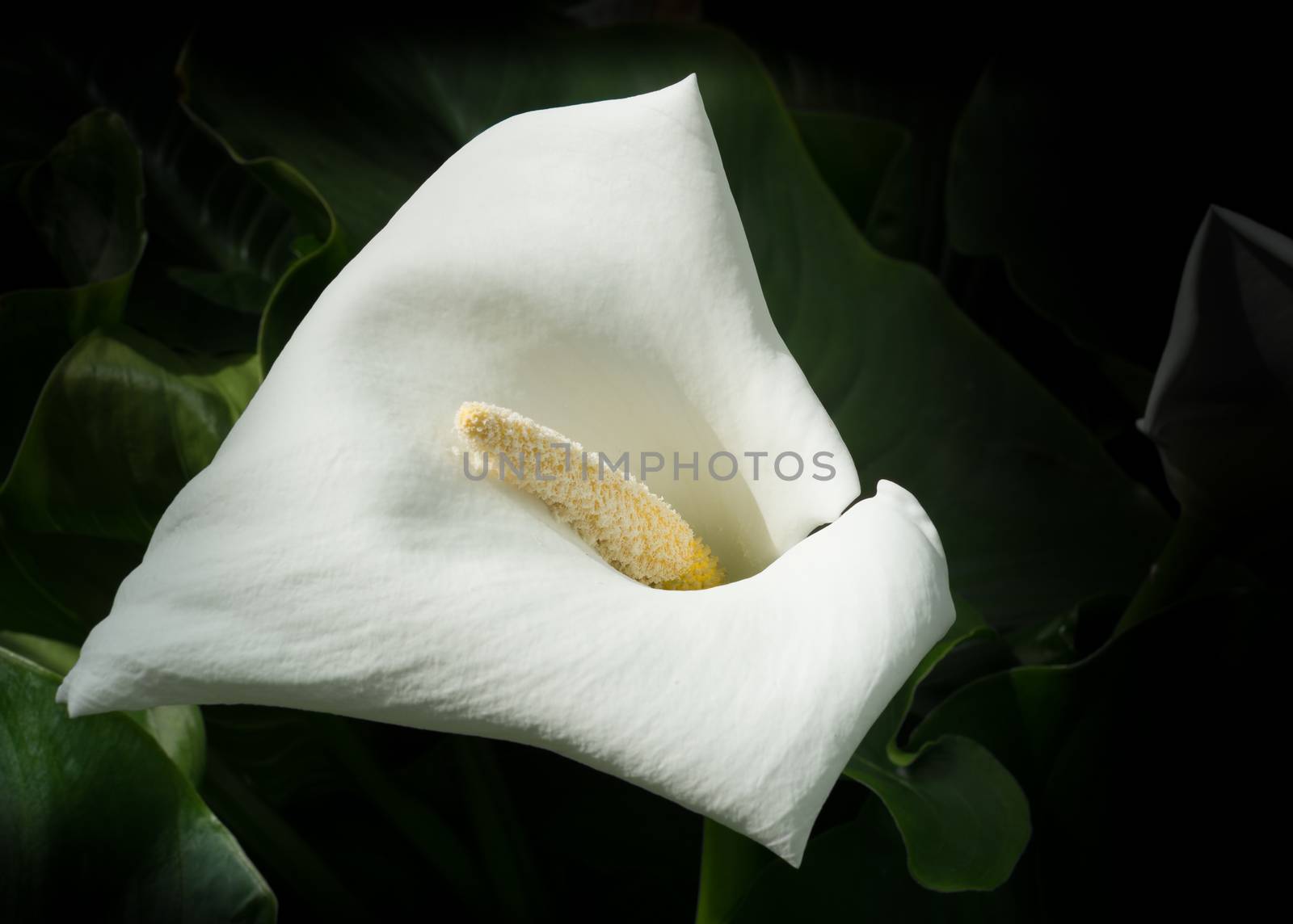Single white calla lily with dark background.