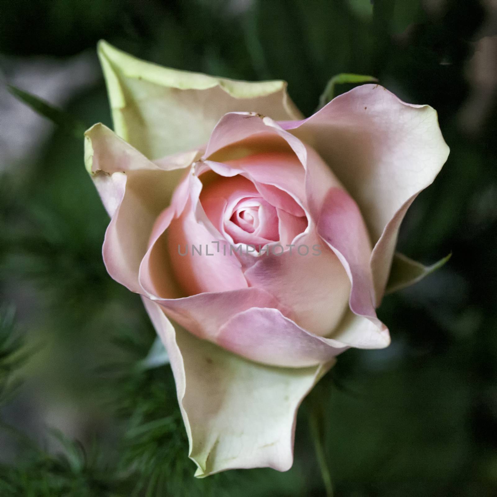 Pink rose in close up, seen from above