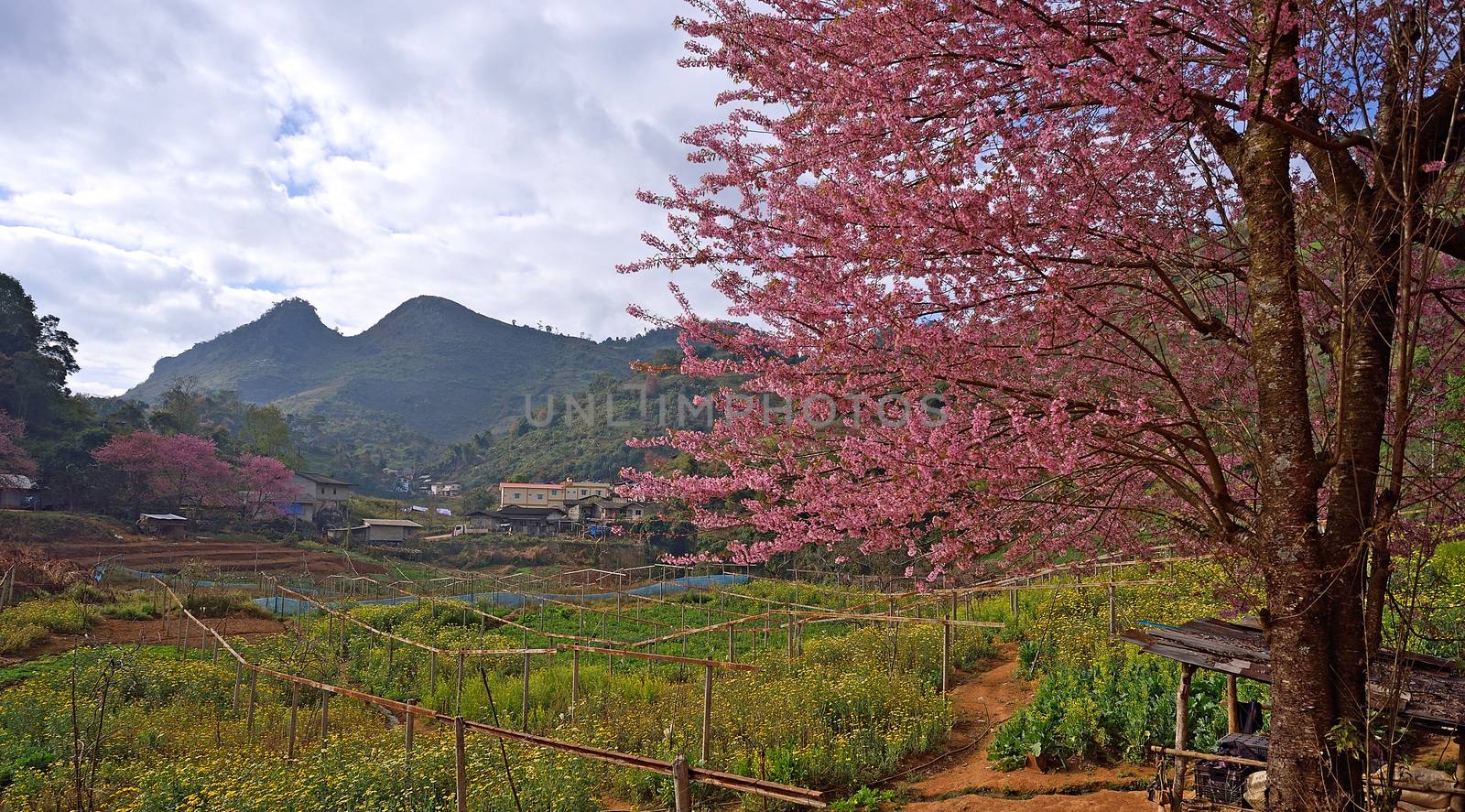 Himalayan Cherry (Prunus cerasoides) blooming at Doi Angkhang, Thailand. In Thailand we call 'Nang Paya Sua Krong' it mean 'Queen of royal tiger'