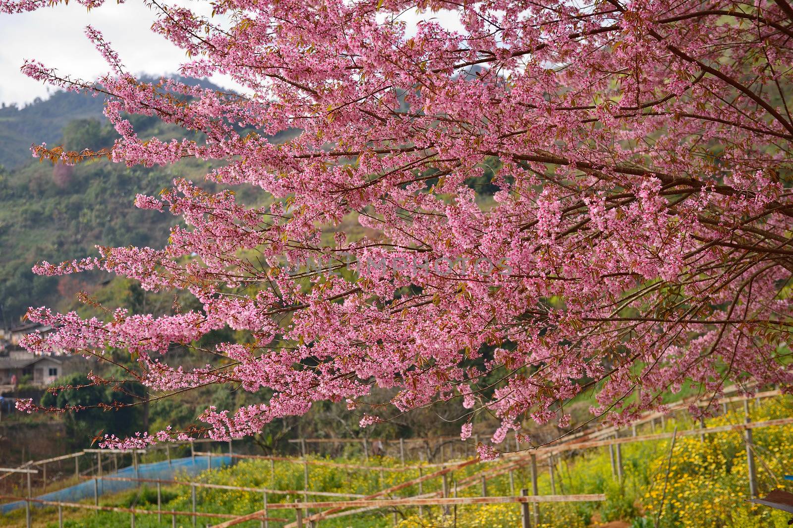 Himalayan Cherry (Prunus cerasoides) blooming at Doi Angkhang, T by think4photop