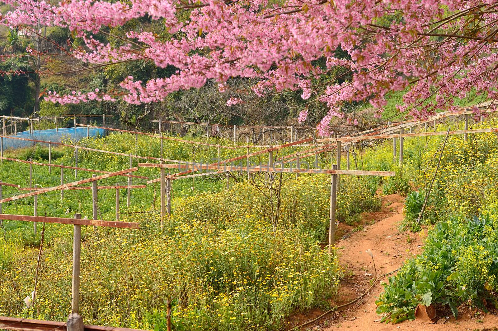 Himalayan Cherry (Prunus cerasoides) blooming at Doi Angkhang, T by think4photop