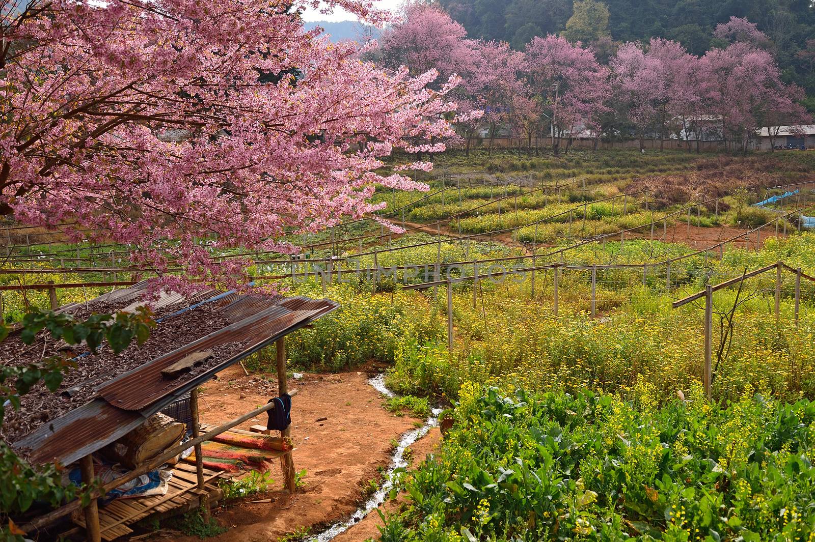 Himalayan Cherry (Prunus cerasoides) blooming at Doi Angkhang, Thailand. In Thailand we call 'Nang Paya Sua Krong' it mean 'Queen of royal tiger'