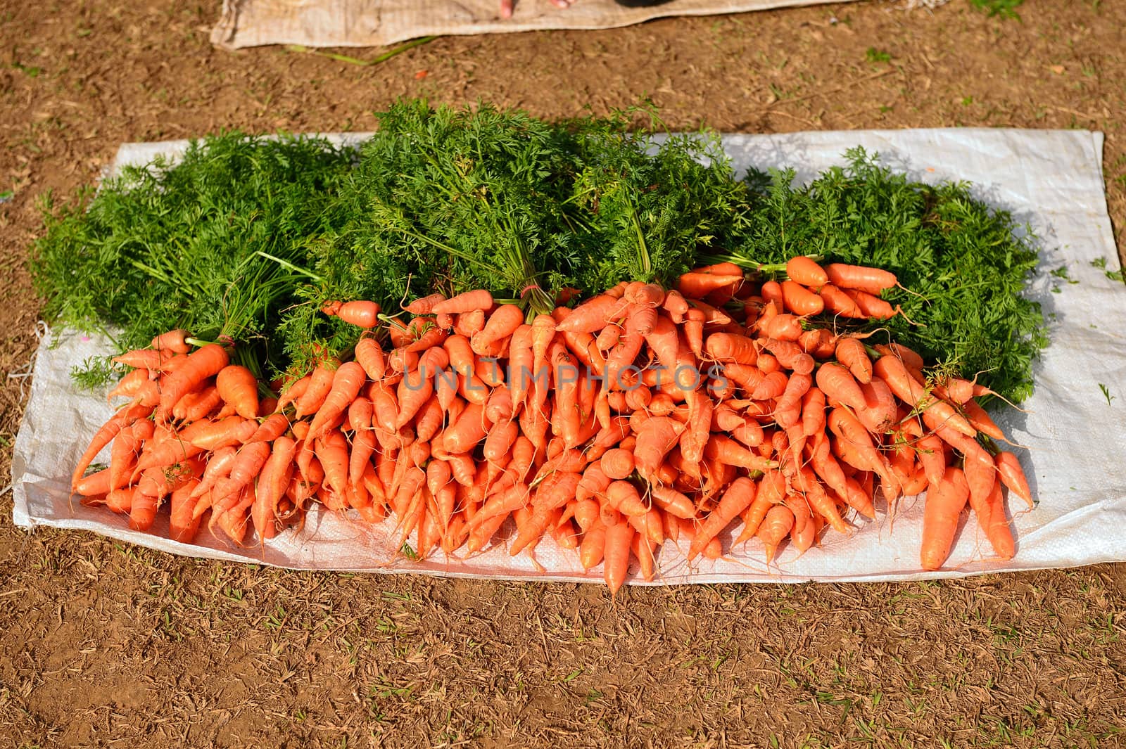 fresh carrots at Doi Angkhang royal project, Chiangmai, Thailand.