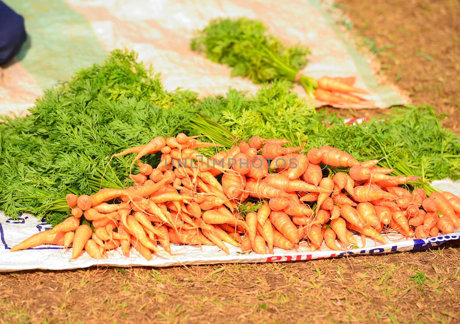 fresh carrots at Doi Angkhang royal project, Chiangmai, Thailand by think4photop