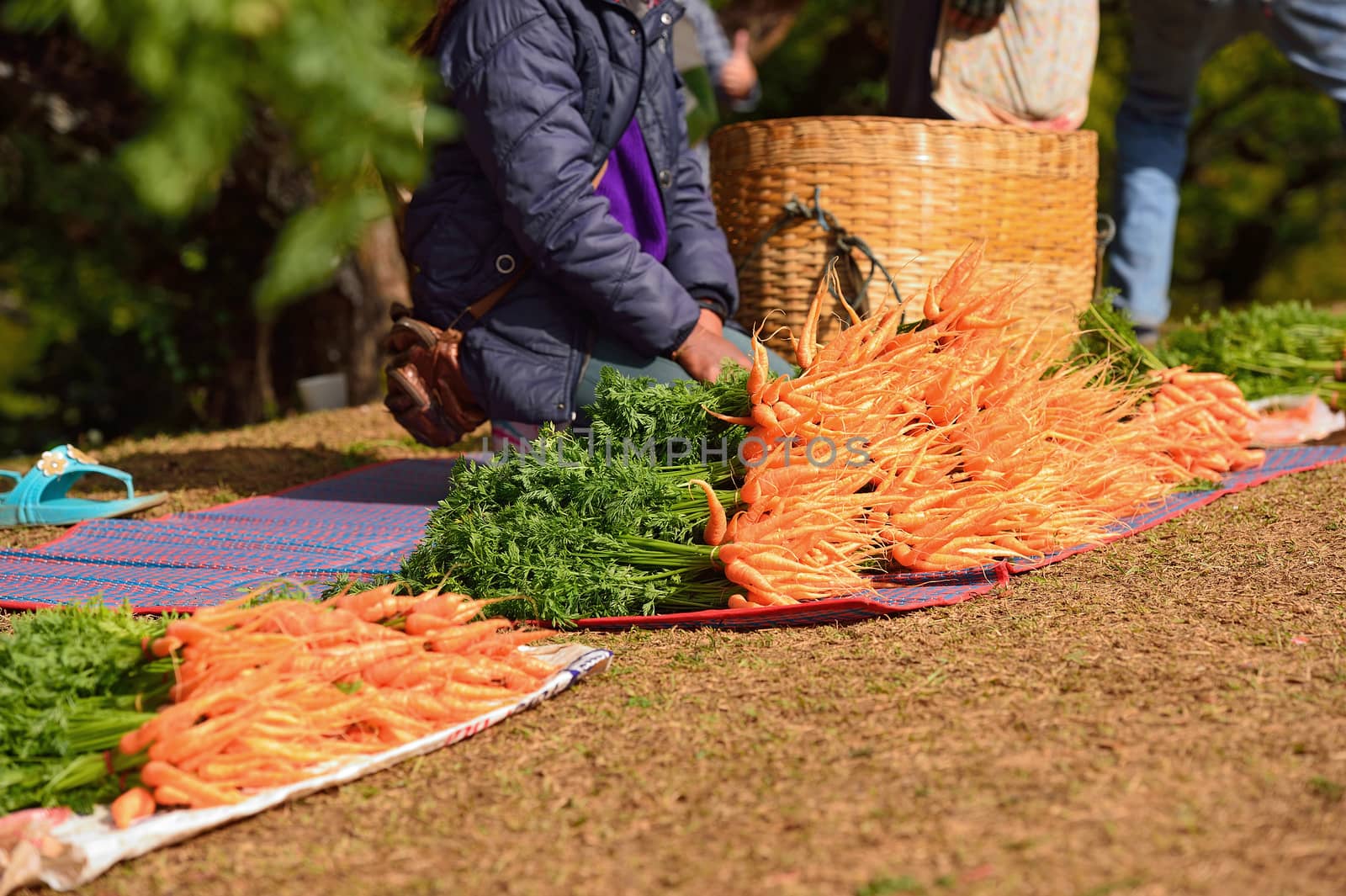 fresh carrots at Doi Angkhang royal project, Chiangmai, Thailand by think4photop