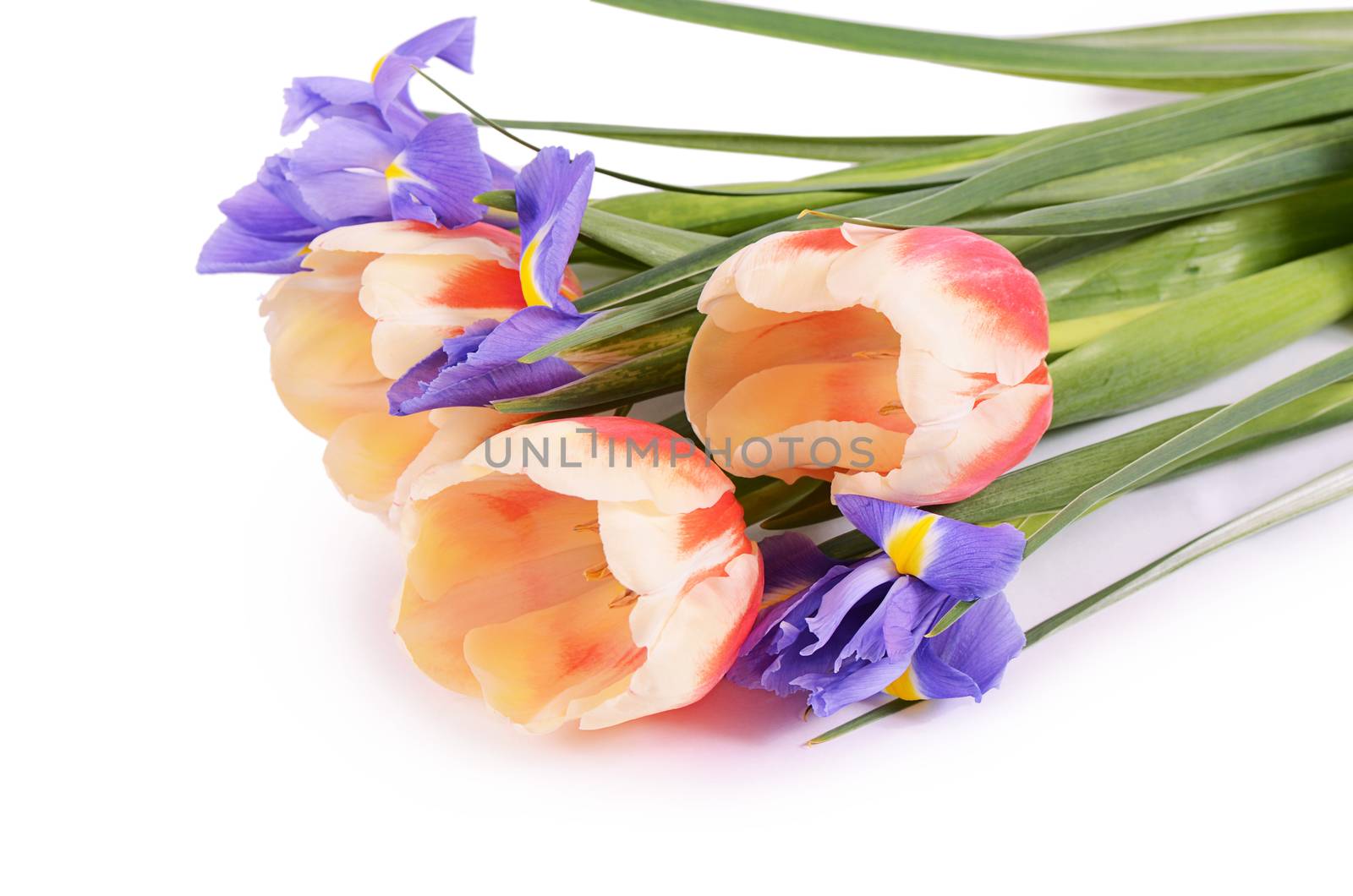 The spring flowers isolated on white background