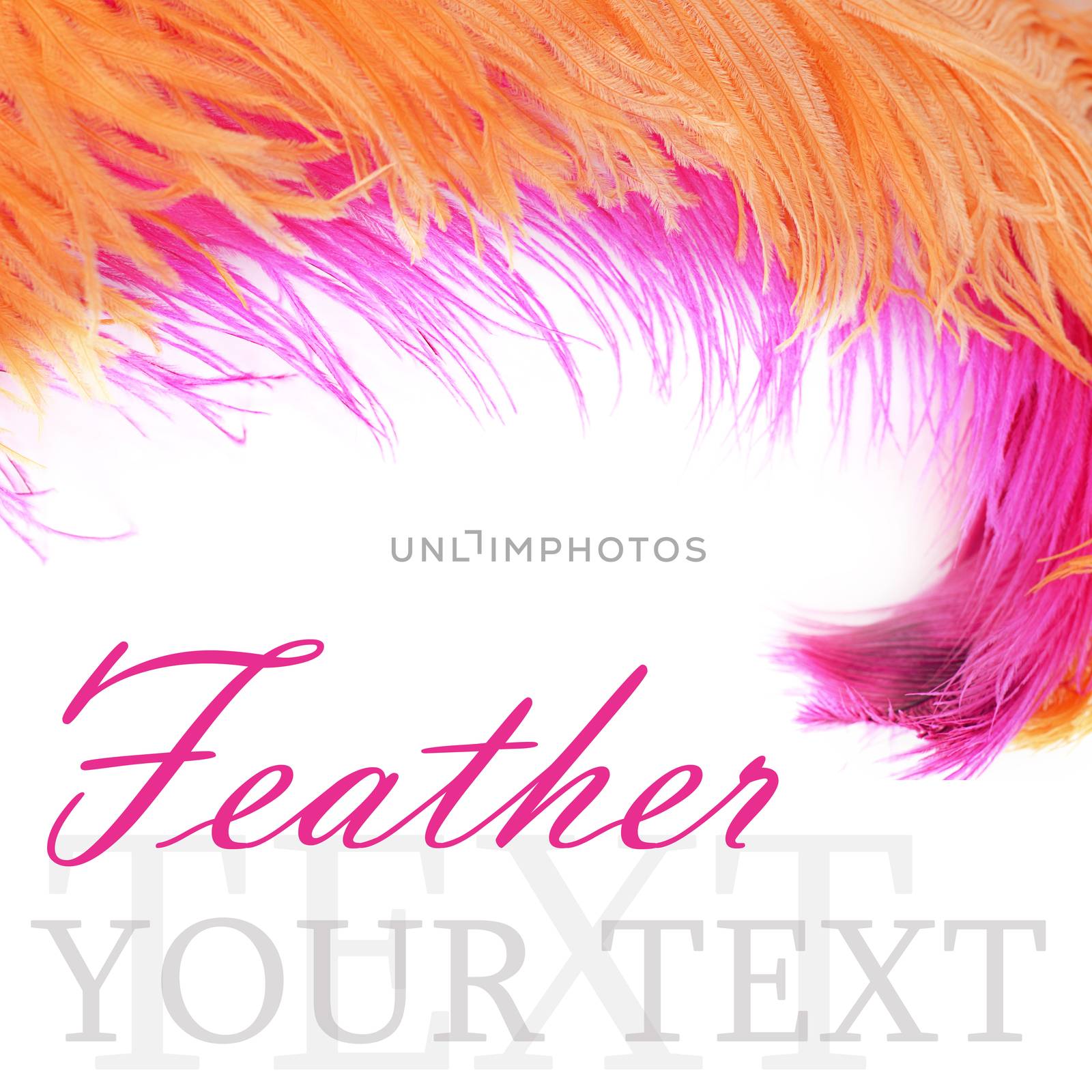 Pink beautiful feather isolated on white background