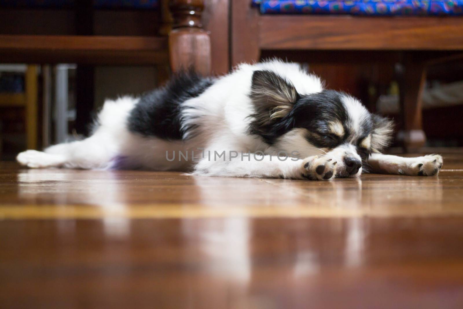 Sleeping long hair chihuahua on wooden floor by punsayaporn