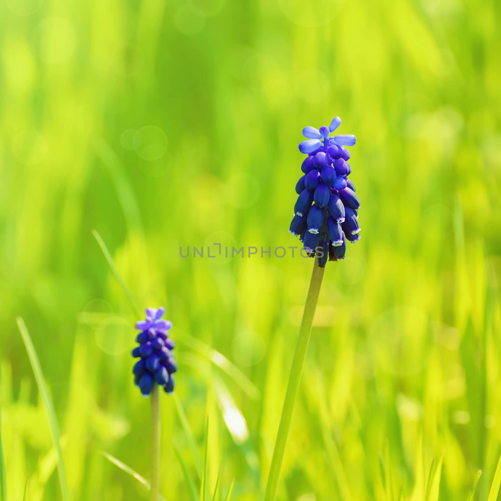 Muscari Flower In The Green Grass