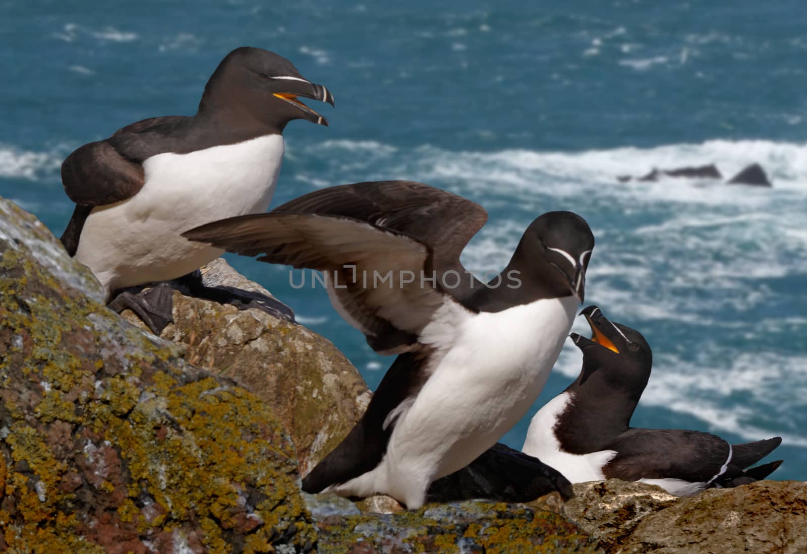 Razorbills on an island where they live during the mating season.