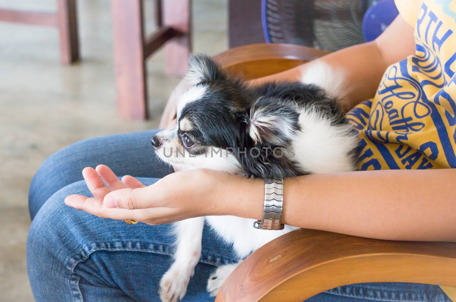 Longhair chihuahua lying on woman lap by punsayaporn