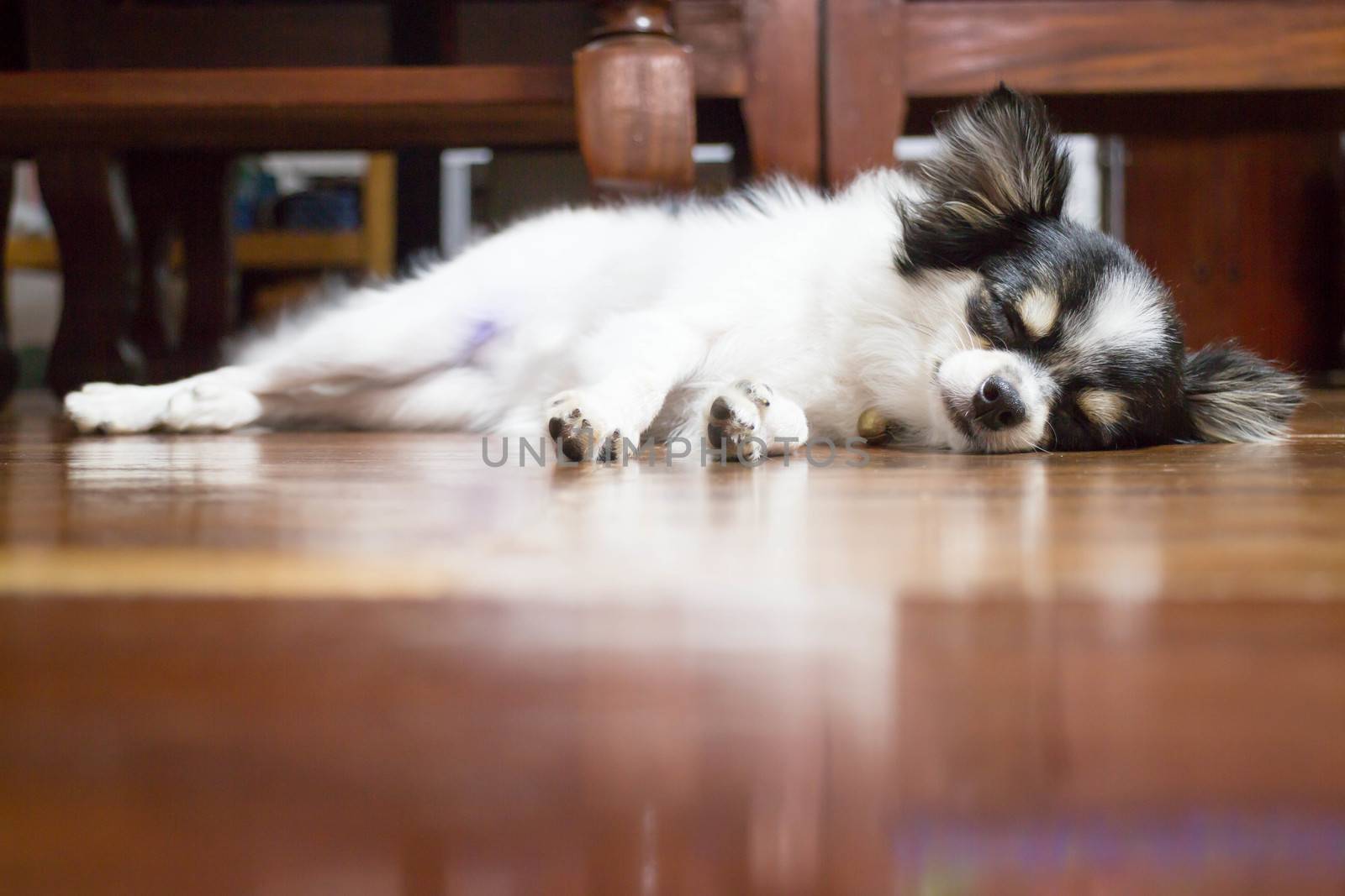 Cute chihuahua sleeping on wooden floor, stock photo