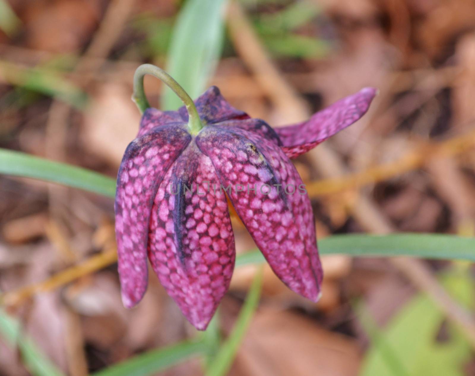 Snake's head fritillary (Fritillaria meleagris). by paulst