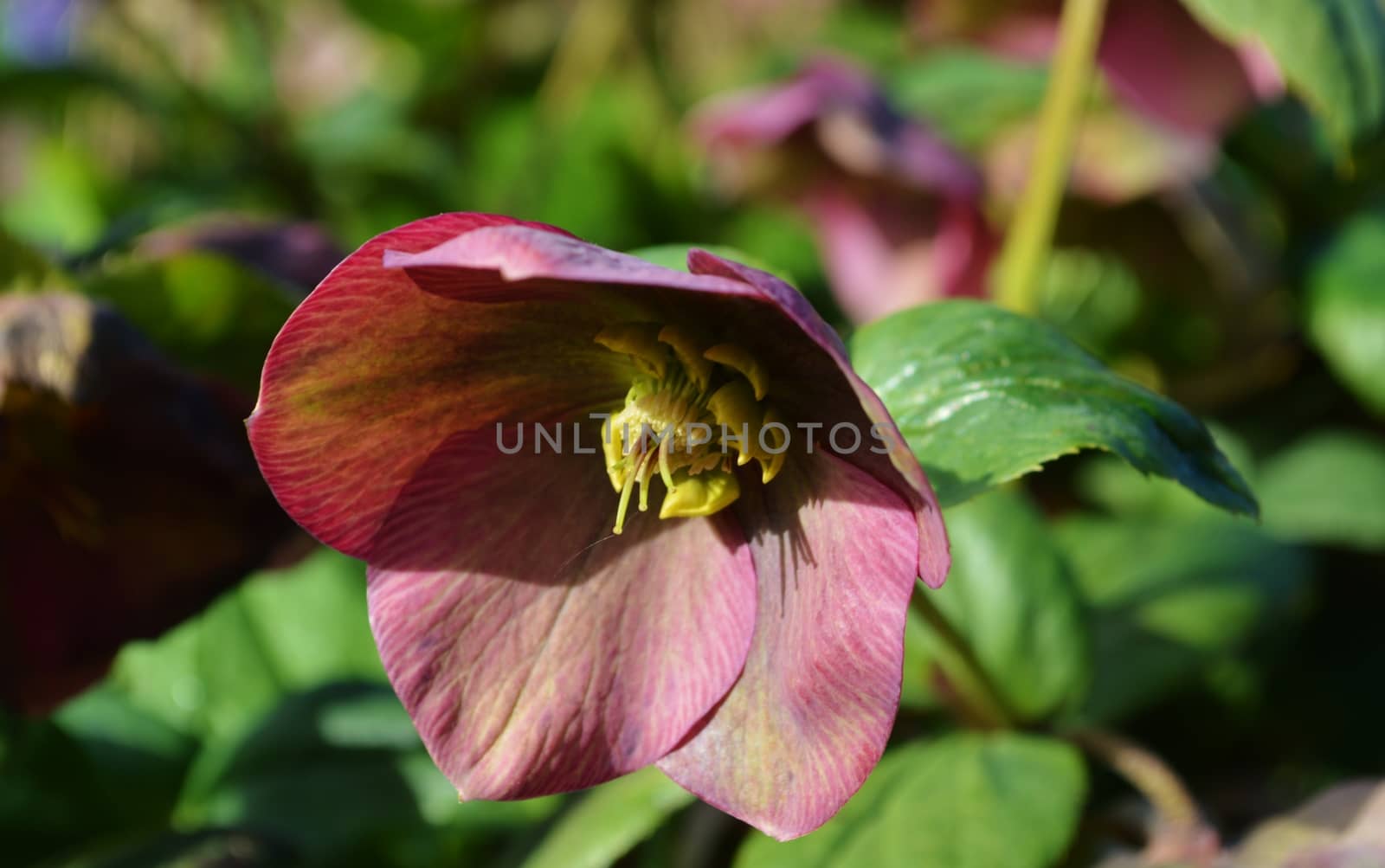 A close-up image of a Spring flowering Hellebore.