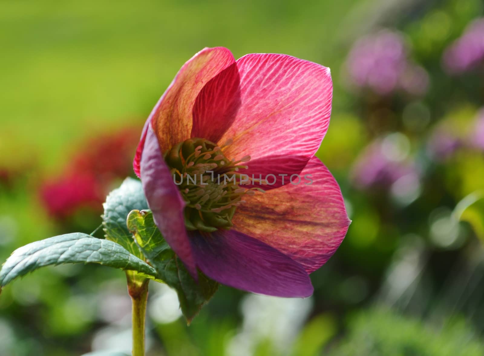 Close-up image of a colourful Spring flowering Hellebore.