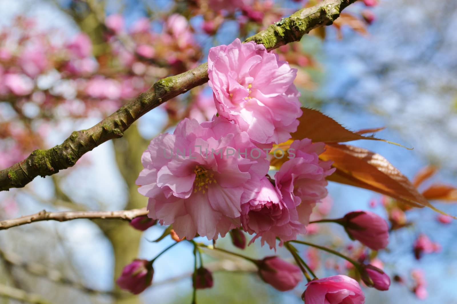 A close-up image of colourful Spring Blossom.