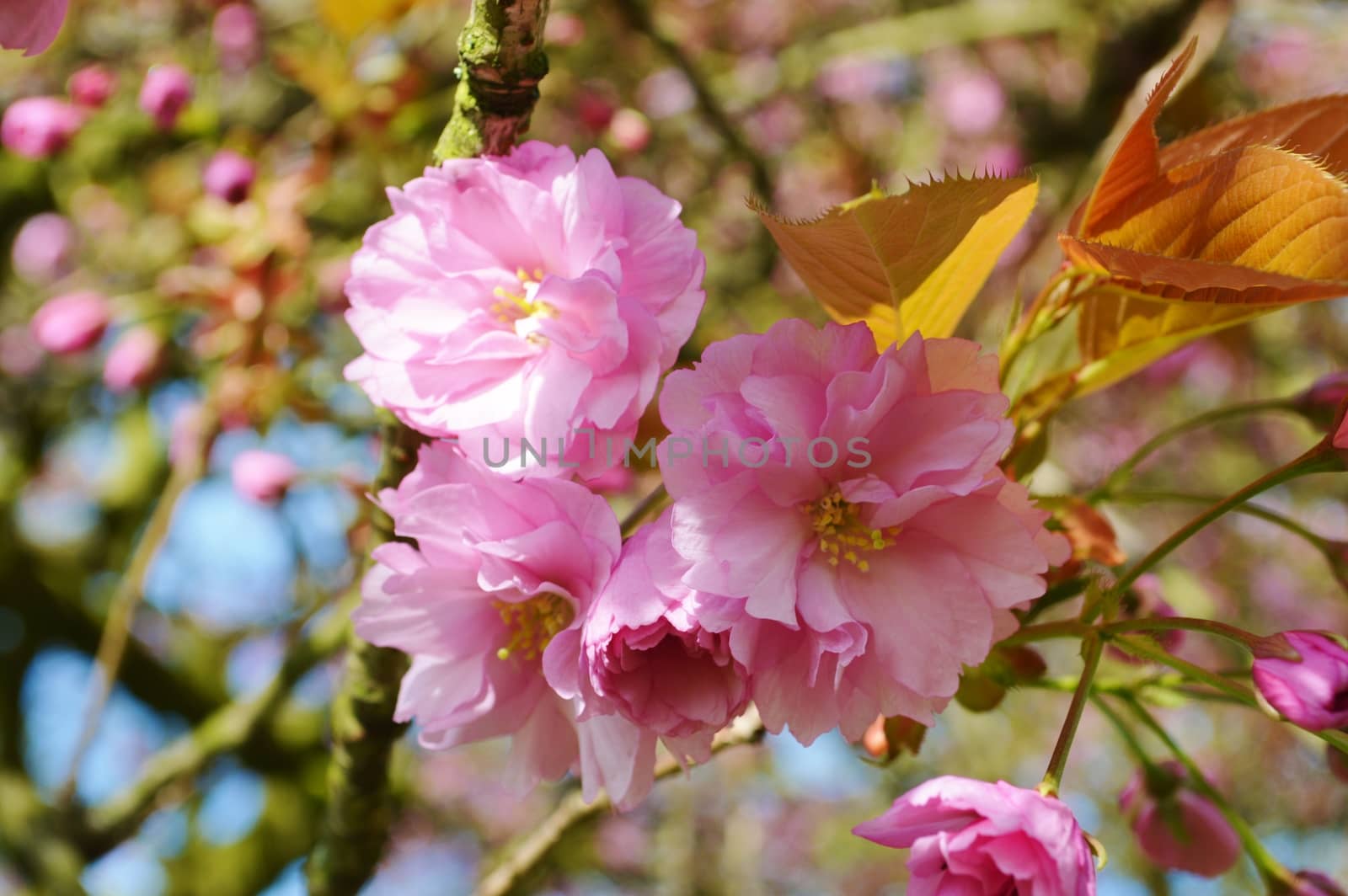 A close-up image of colourful Spring Blossom.