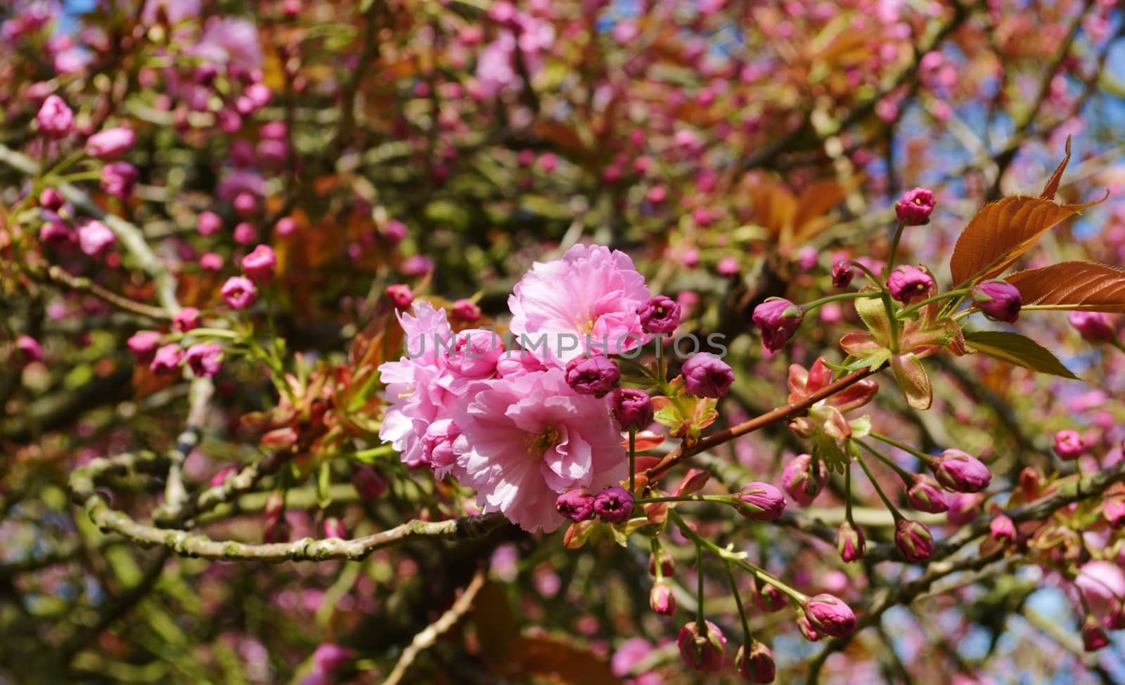 Pink blossom. by paulst