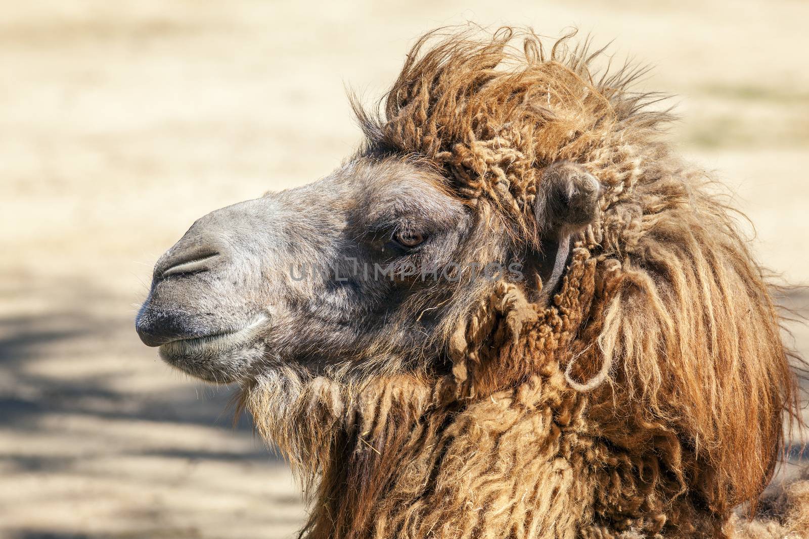 view of camel head 