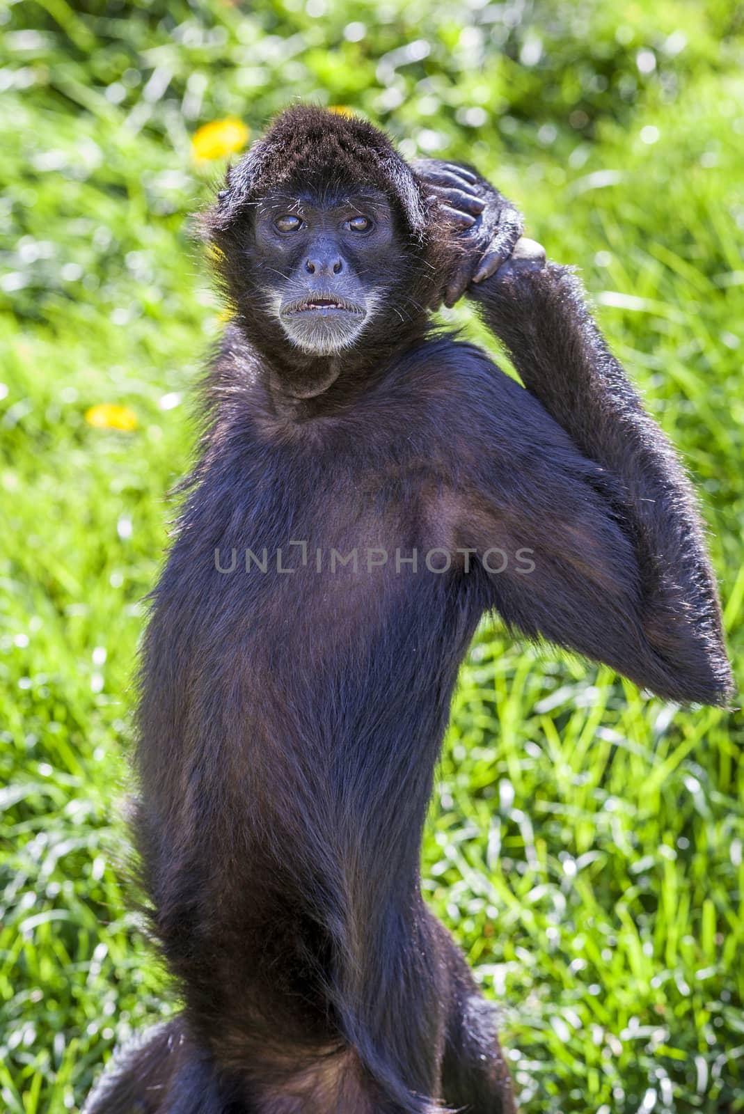 ateles geoffroyi vellerosus spider monkey by vwalakte