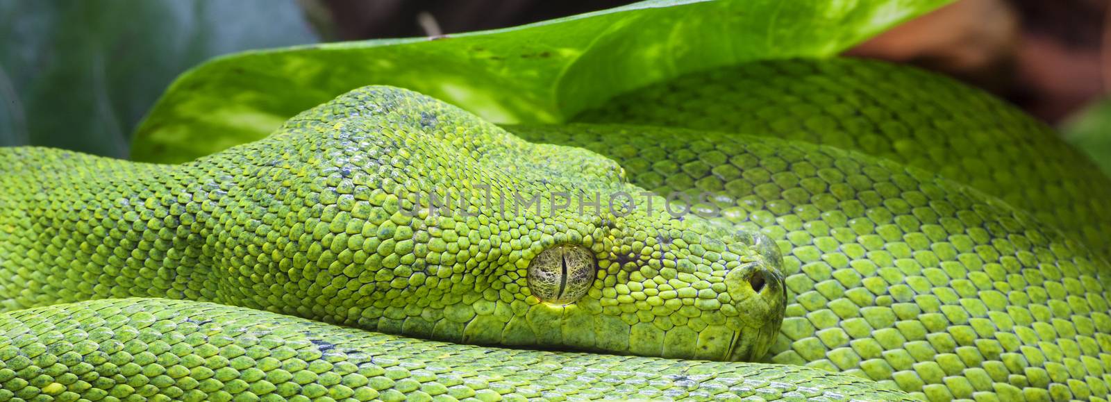 Panoramic view of green python