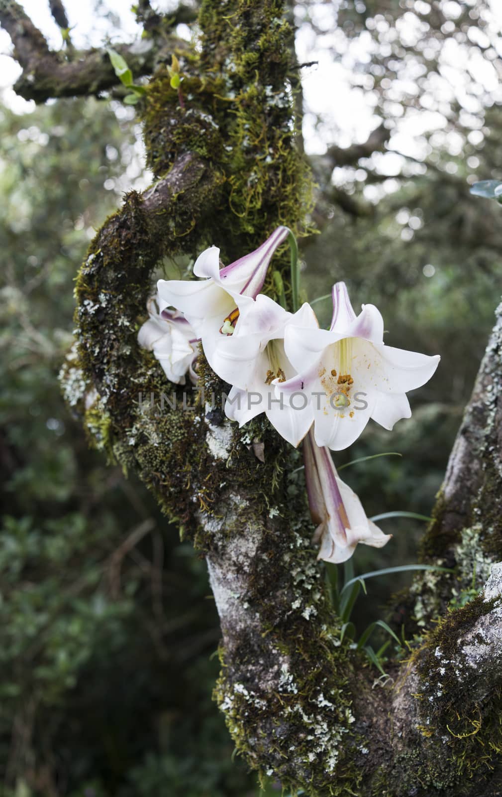 wild lily flower grow in tree nature africa