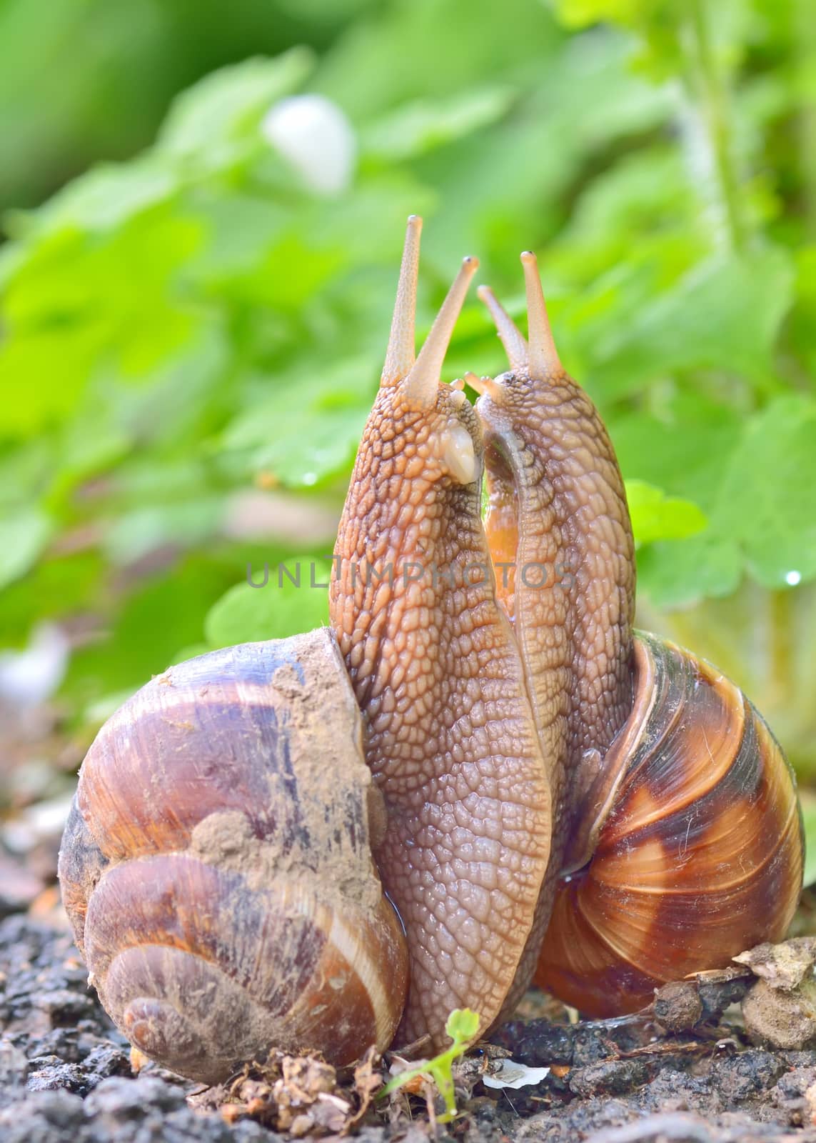 love snails in spring time