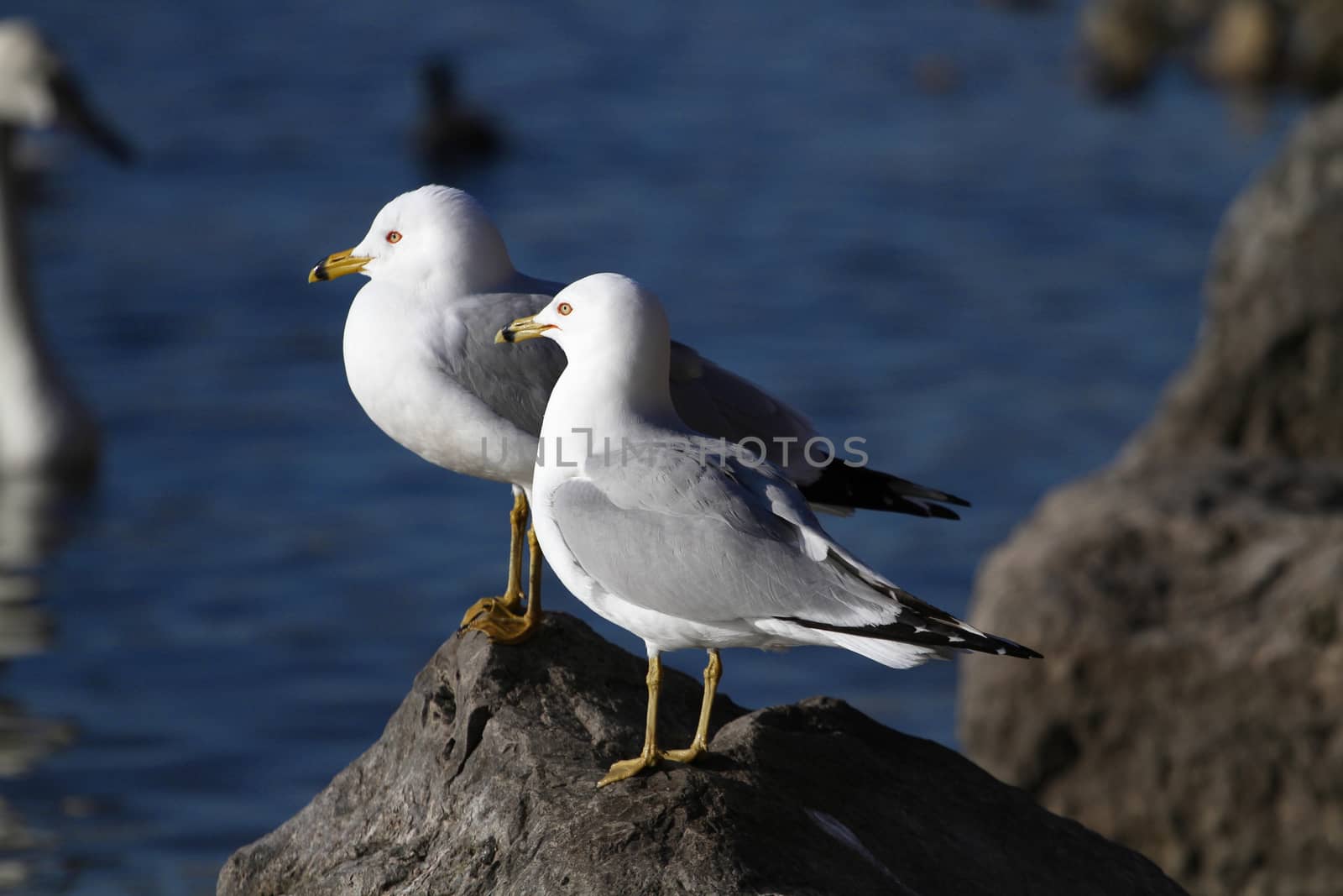 a pair of ring-billed gull's on rock with water backgroung