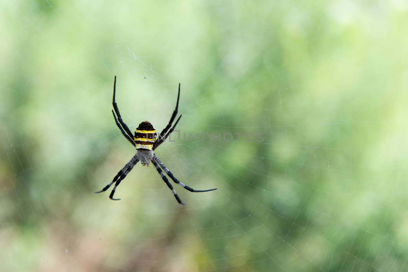 Argiope sp. spider from South Korea close to Yeosu in its spider web