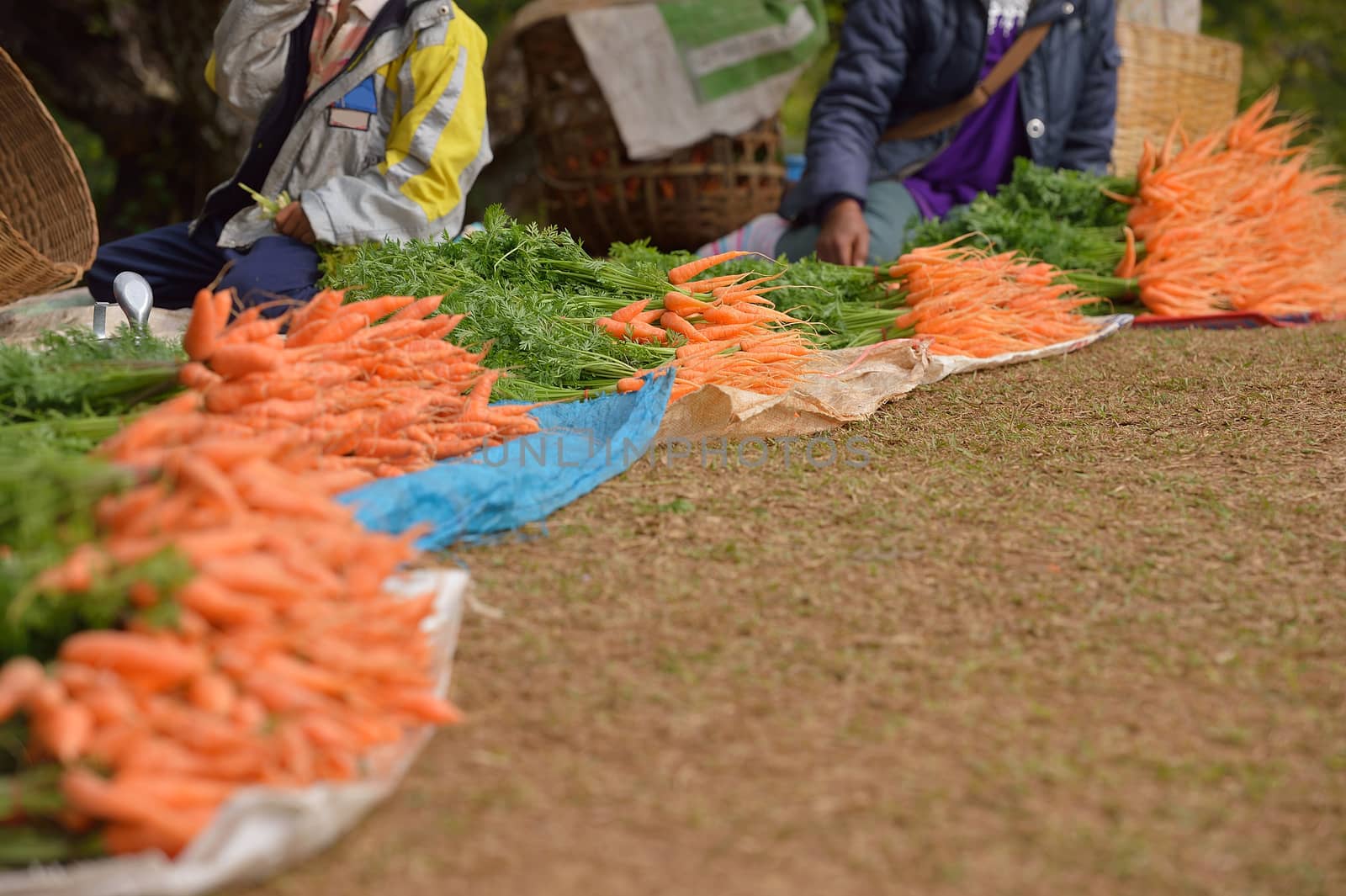 fresh carrots at Doi Angkhang royal project, Chiangmai, Thailand by think4photop