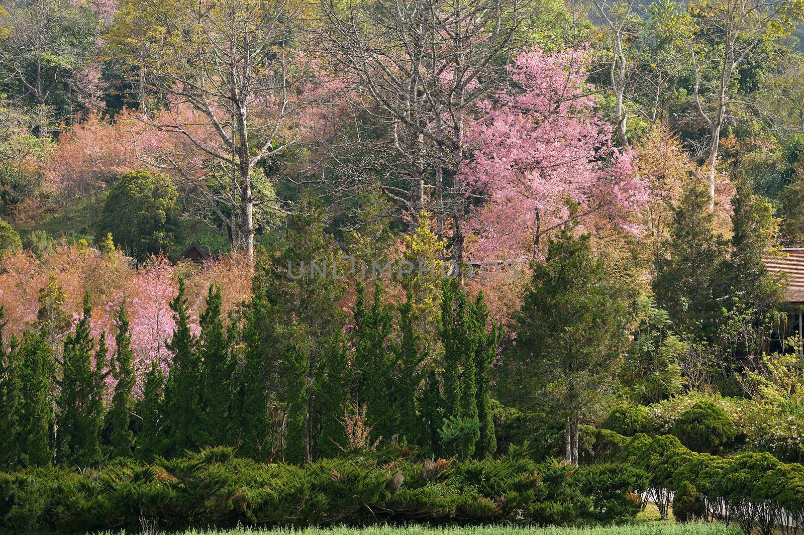 Himalayan Cherry (Prunus cerasoides) blooming at Doi Angkhang, T by think4photop