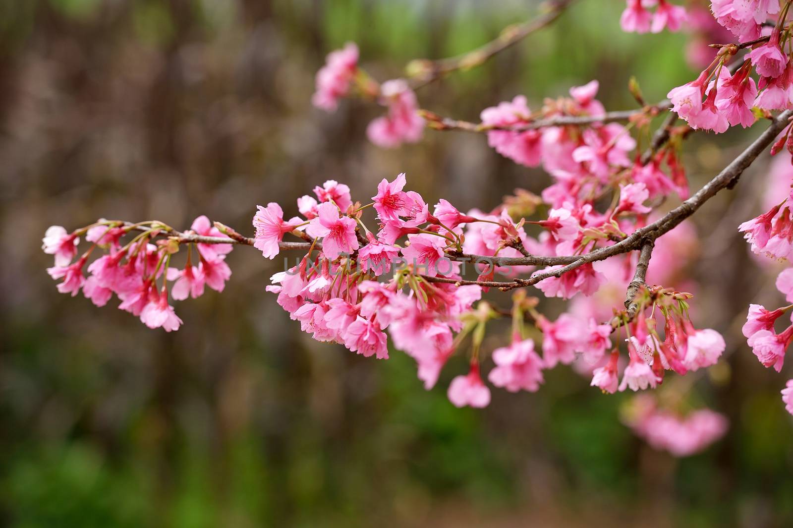 Himalayan Cherry (Prunus cerasoides) blooming at Doi Angkhang, T by think4photop