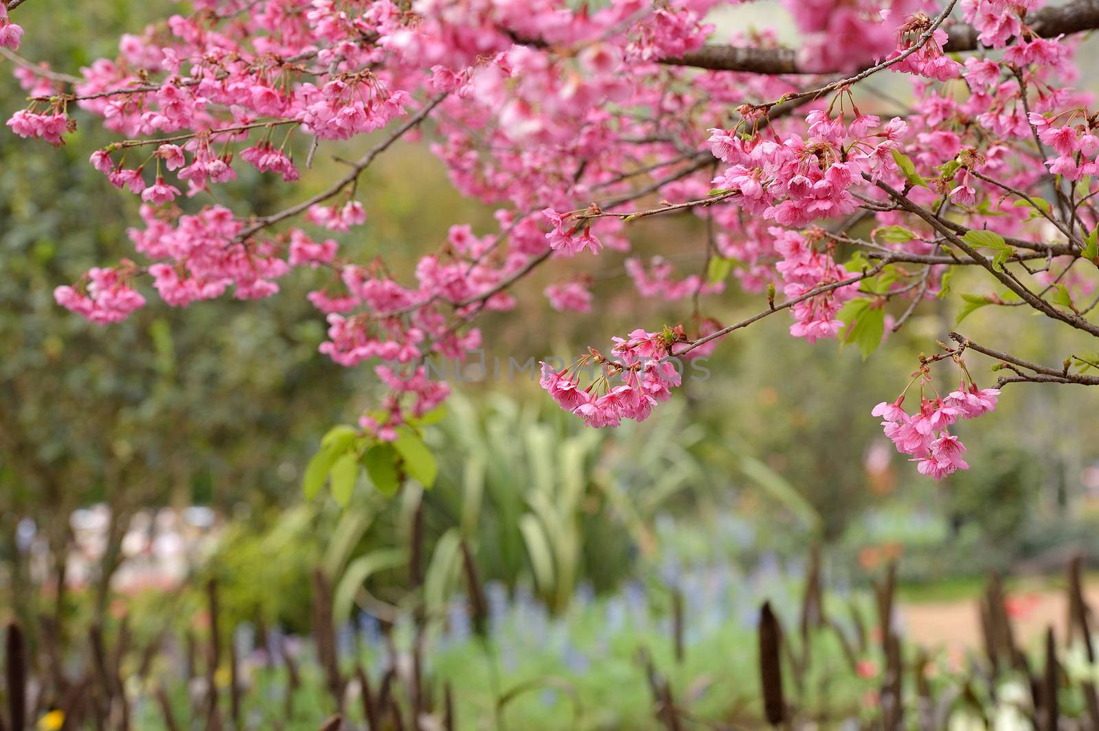 Himalayan Cherry (Prunus cerasoides) blooming at Doi Angkhang, T by think4photop
