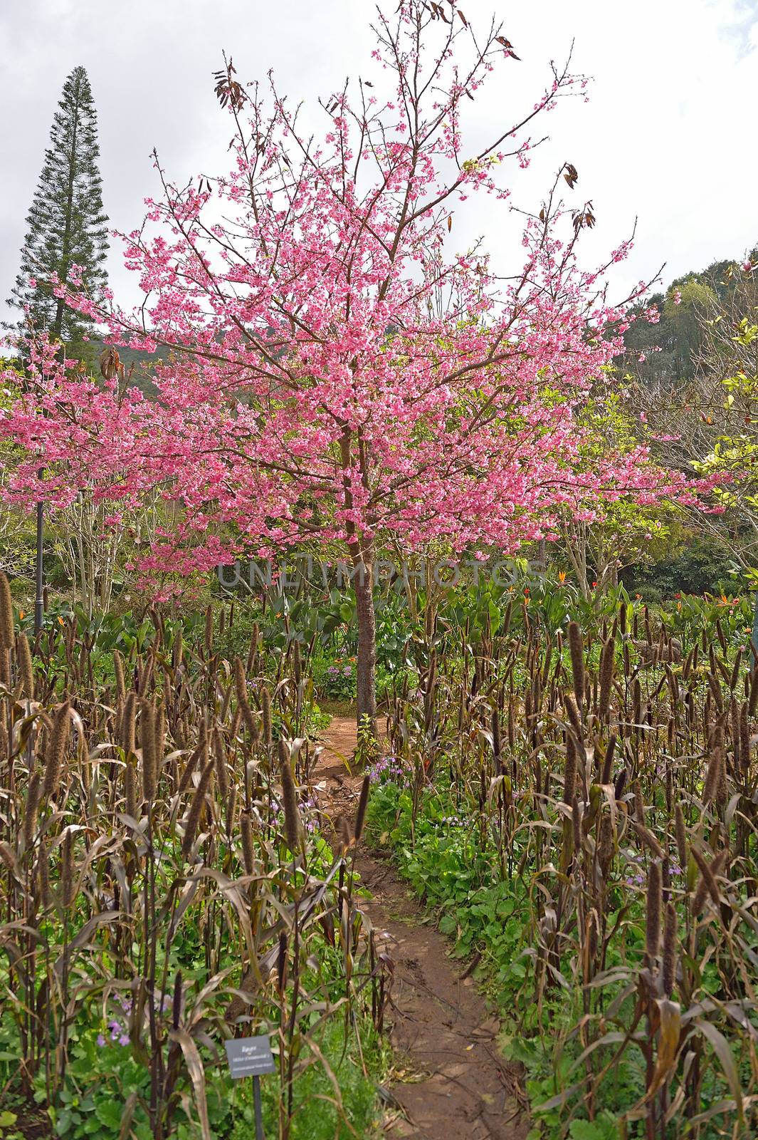 Himalayan Cherry (Prunus cerasoides) blooming at Doi Angkhang, Thailand. In Thailand we call 'Nang Paya Sua Krong' it mean 'Queen of royal tiger'