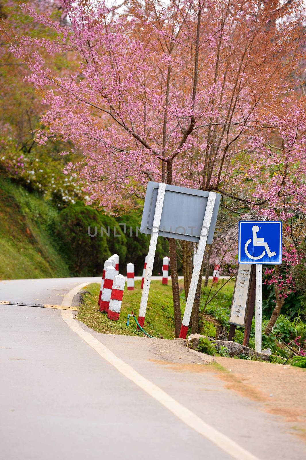 cripple sign on the road with Himalayan Cherry (Prunus cerasoides) blooming at Doi Angkhang, Thailand.