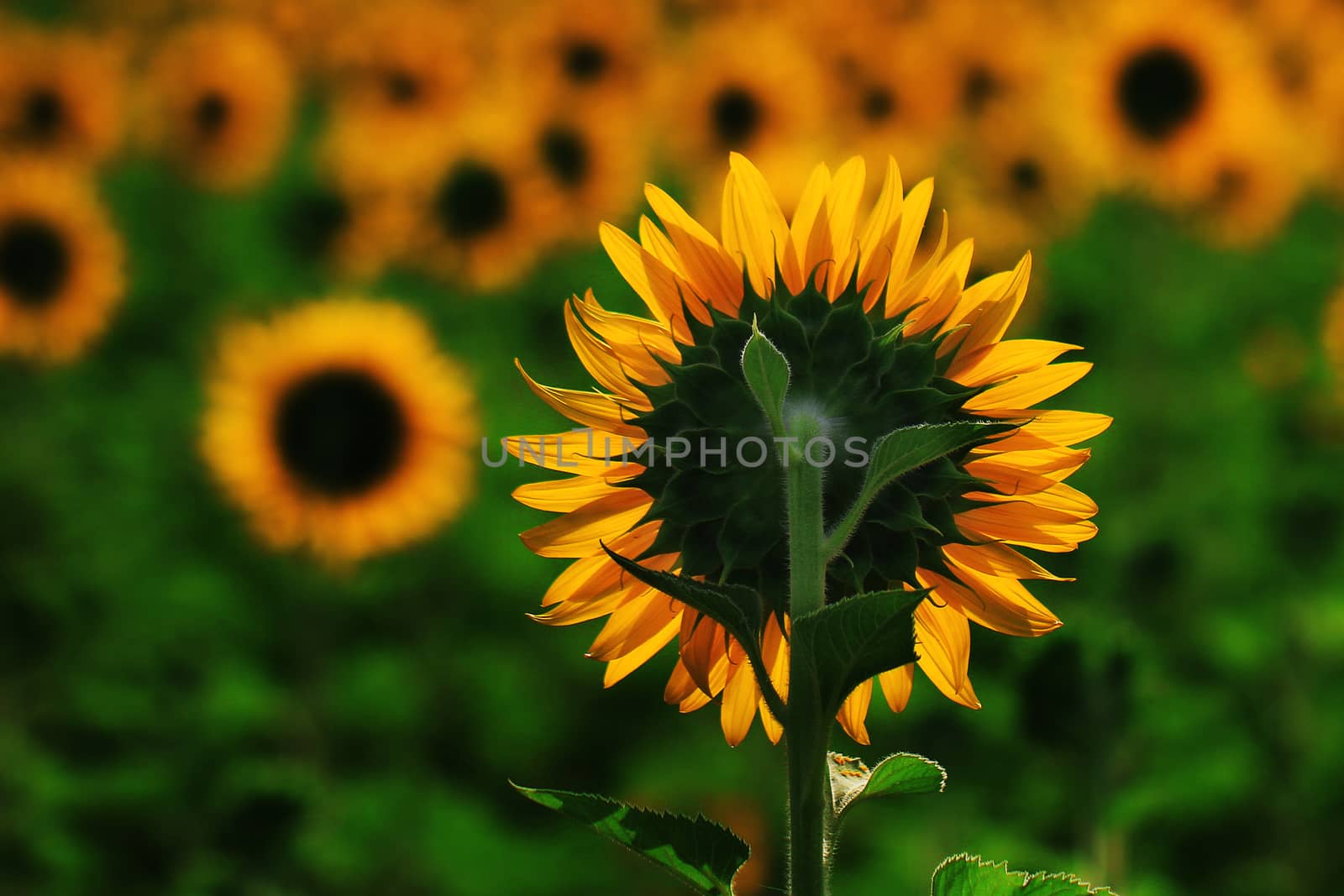 Beautiful Sunflower in the field