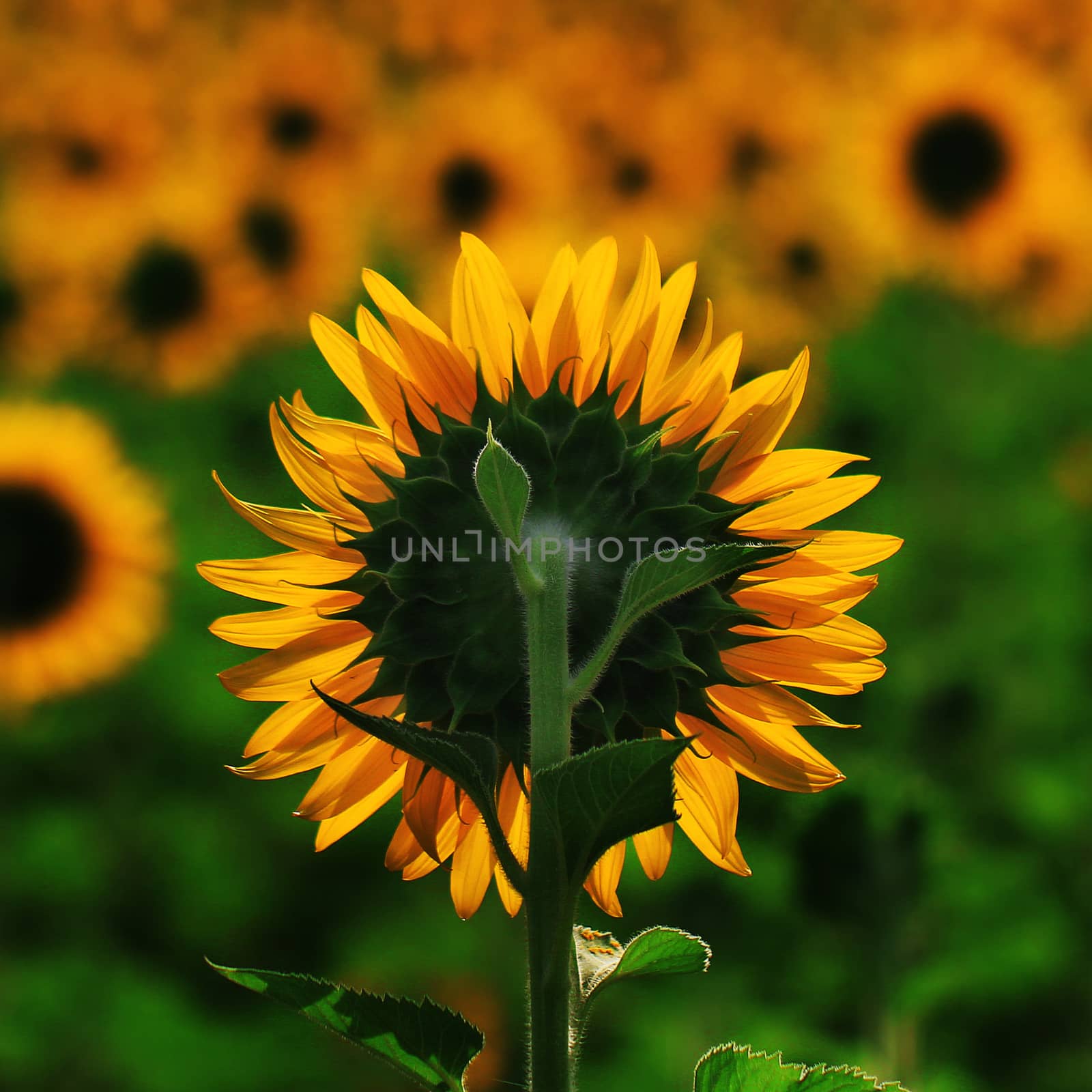 Beautiful Sunflower in the field