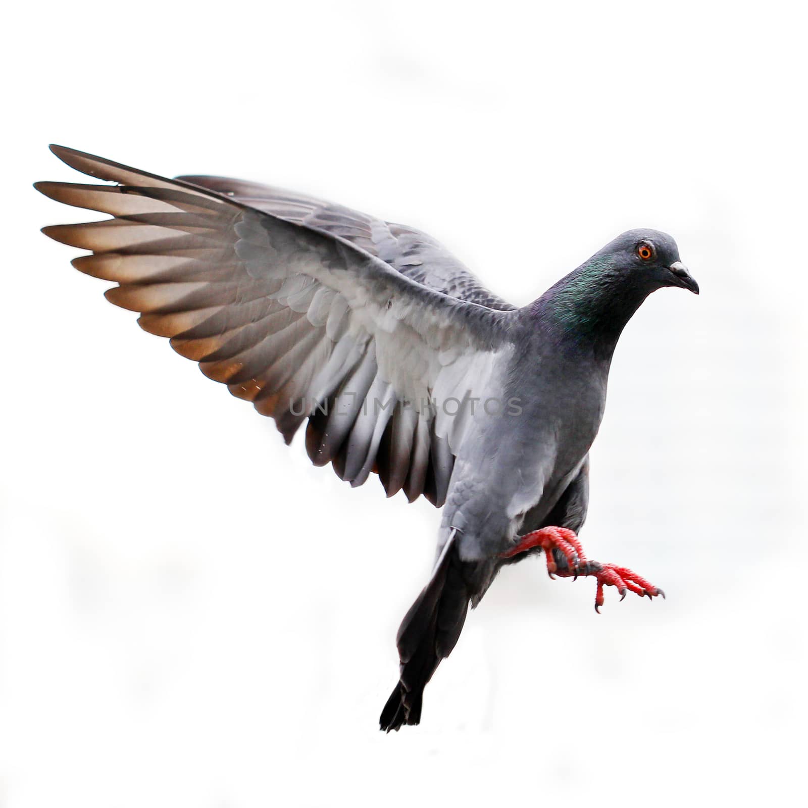 Flying pigeon isolated on white by leisuretime70