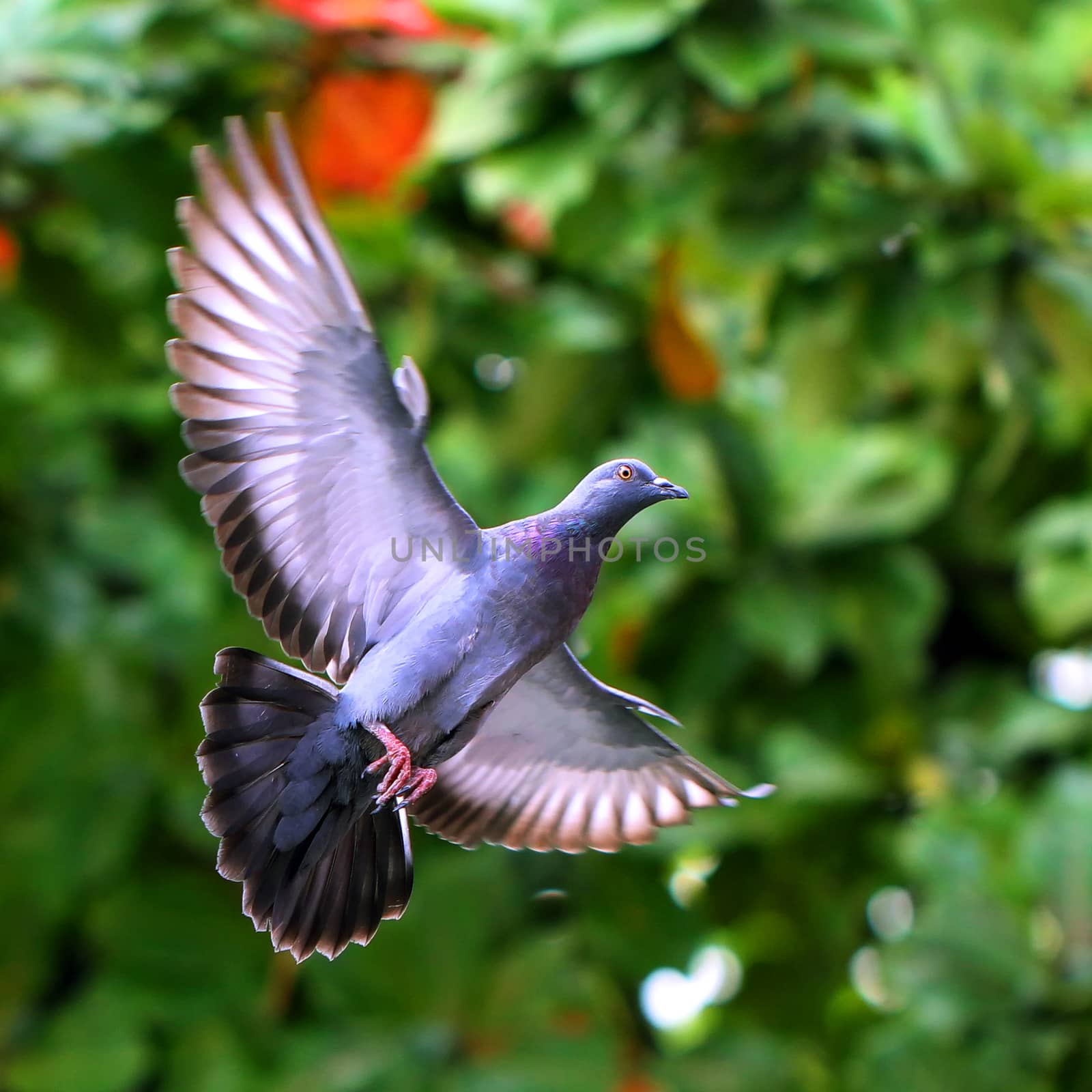 Flying pigeon in the natural