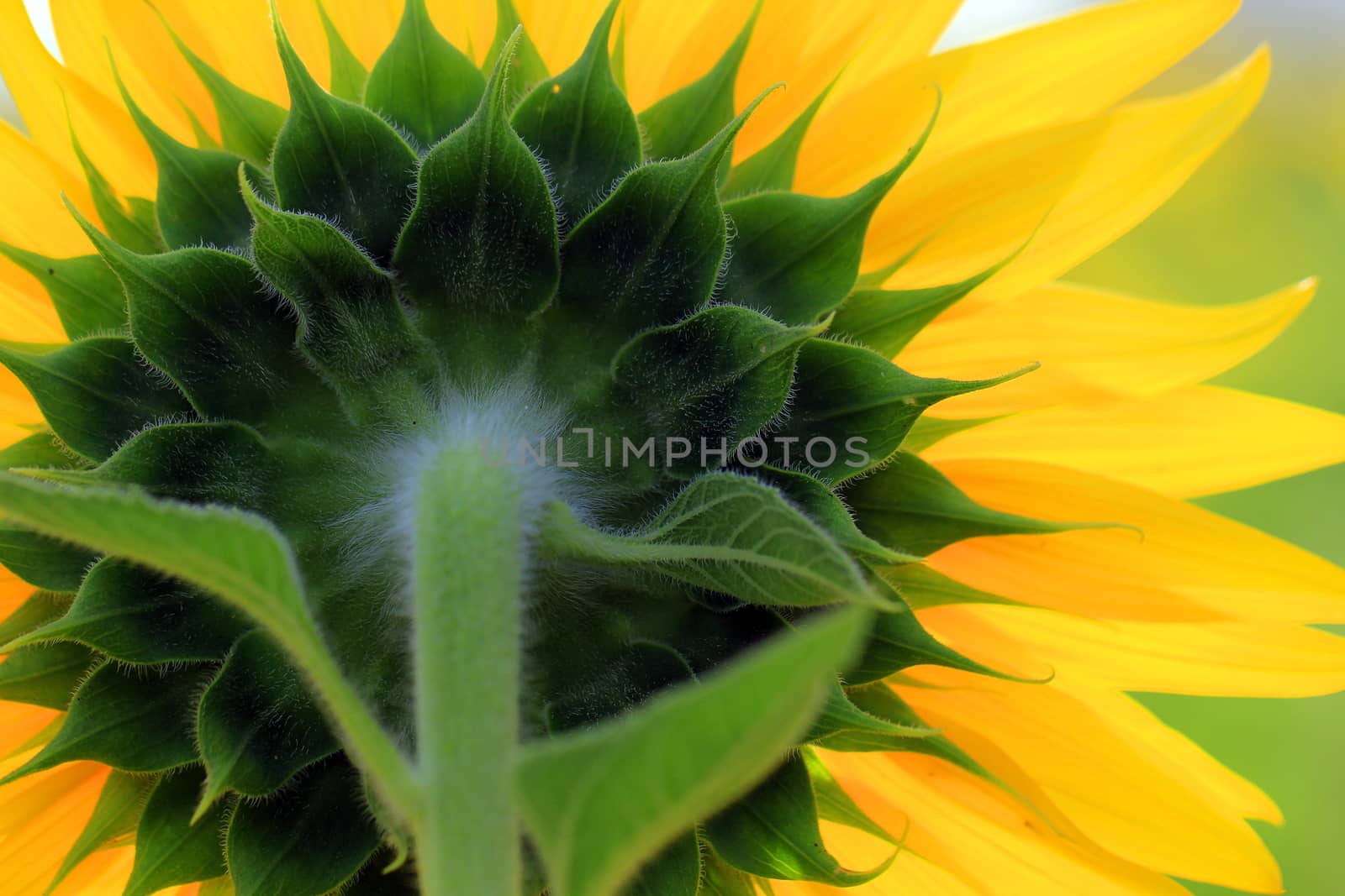 Closeup of the beautiful sunflower