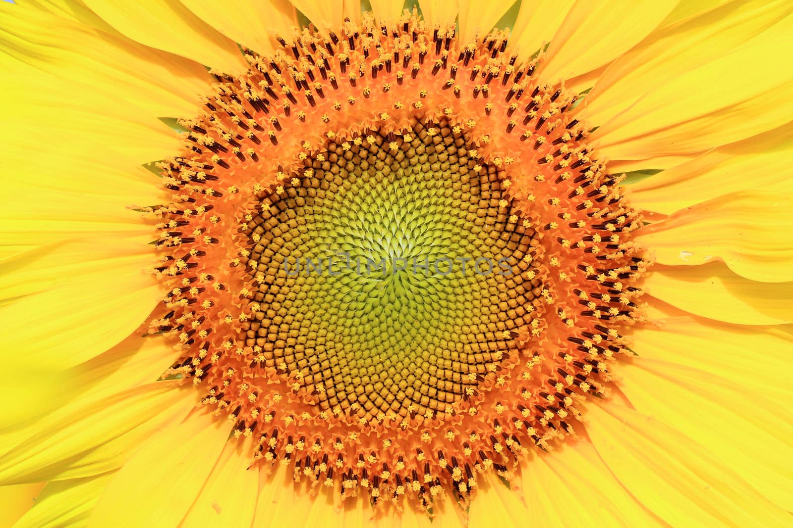 Closeup of the beautiful sunflower