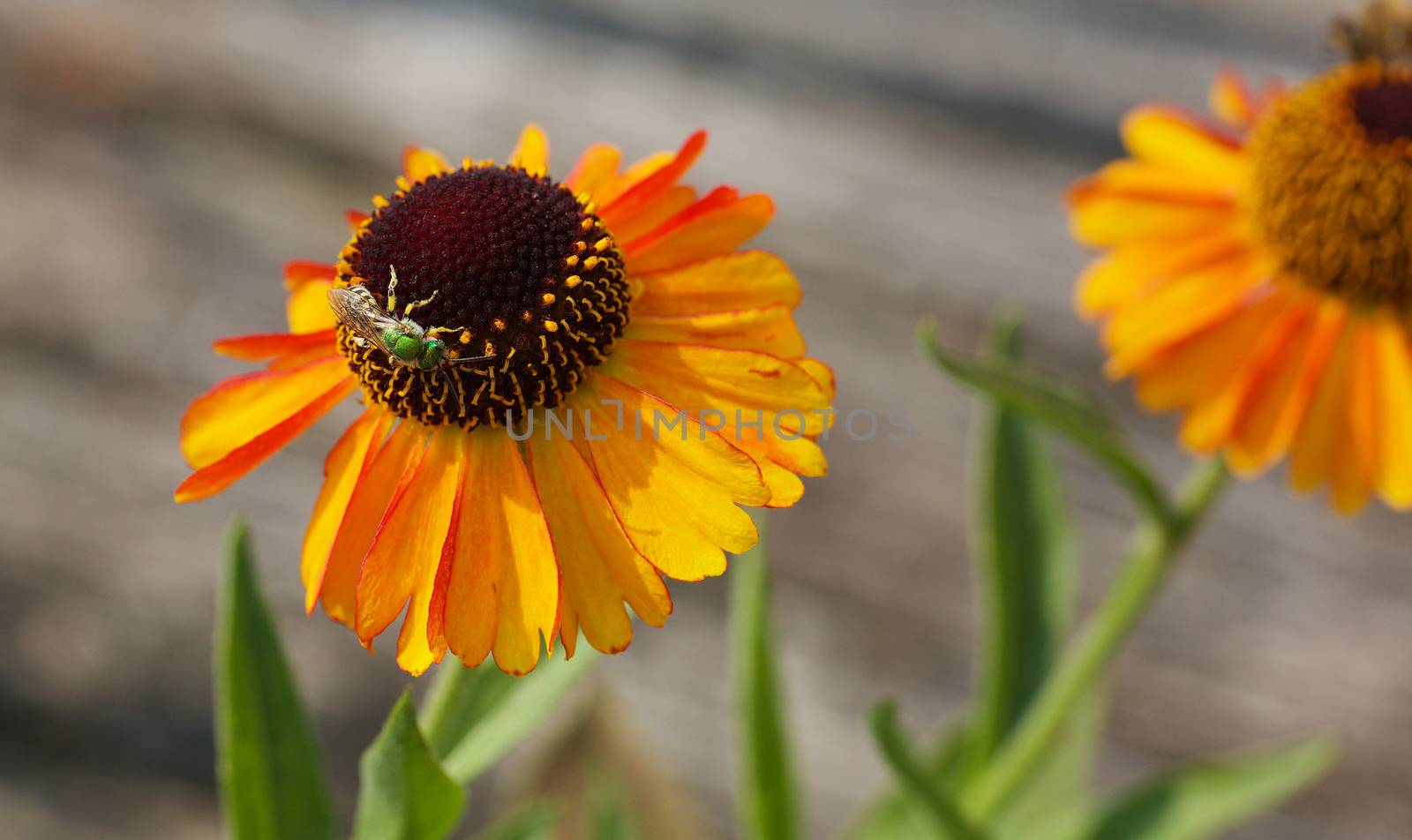 Metallic Green Bee on Orange cone flower with blurred background