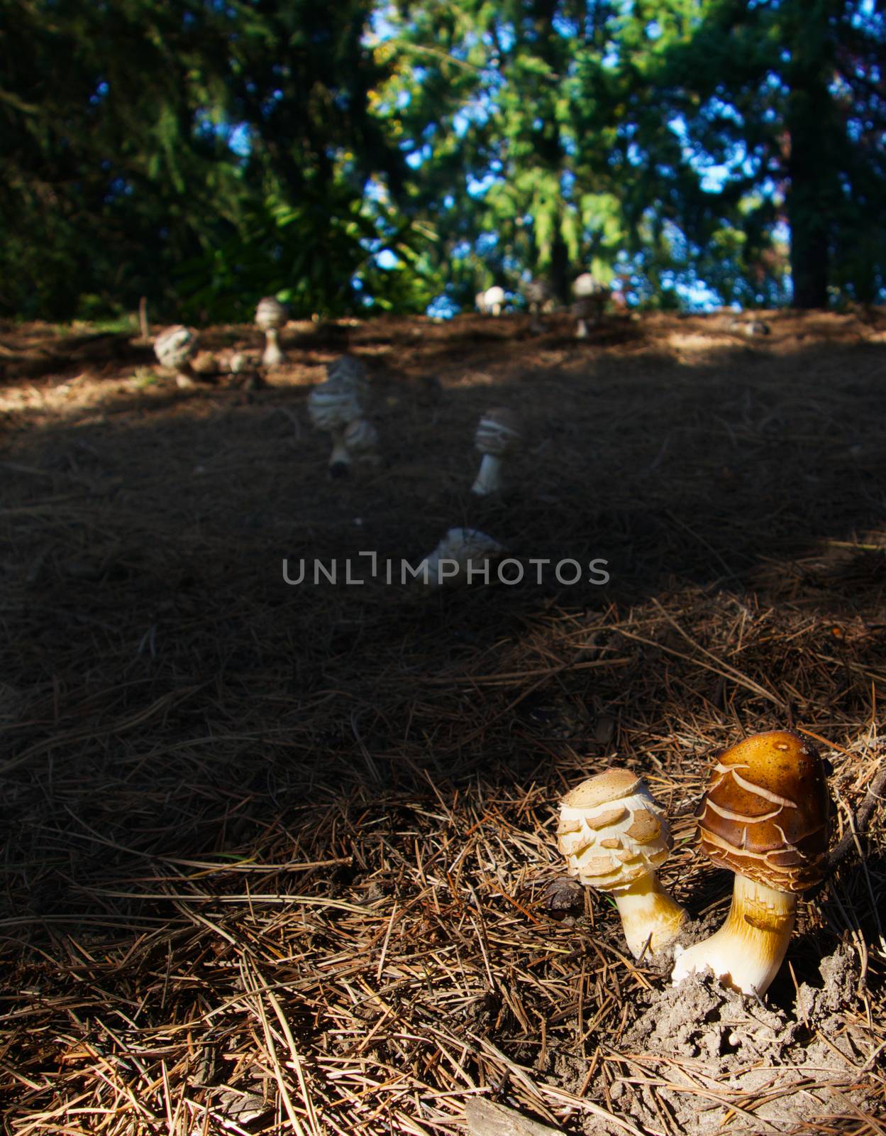 Two Mushrooms, lit up by the sun, sitting in a forest